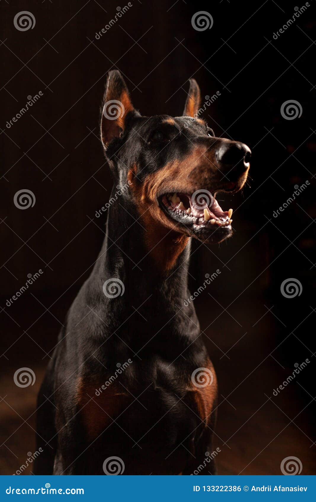 Портрет конца-вверх смешной собаки Doberman с большим взглядом носа в  камере в камере на изолированной черной предпосылке Стоковое Фото -  изображение насчитывающей отечественно, уши: 133222386