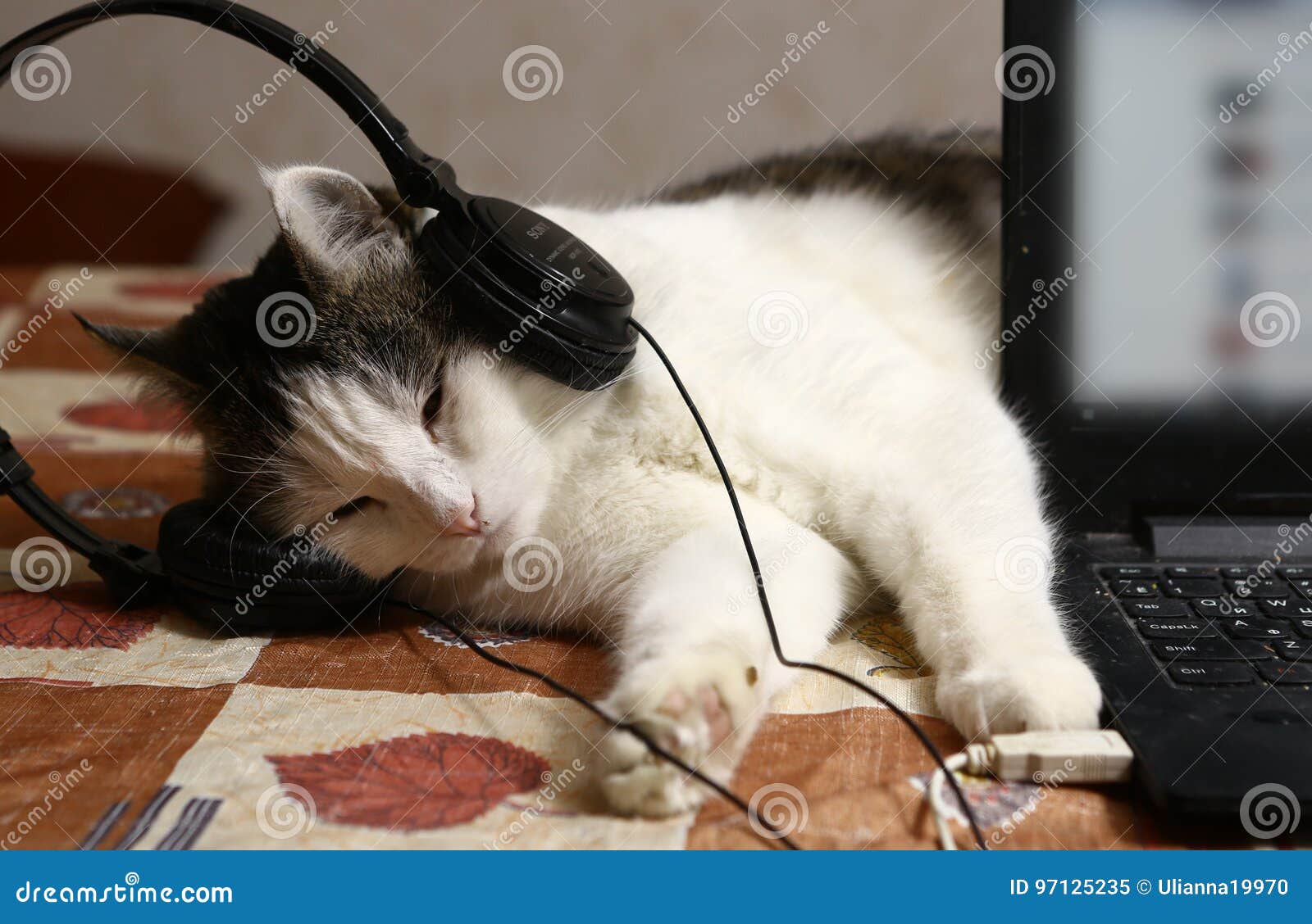 Котенок в наушниках