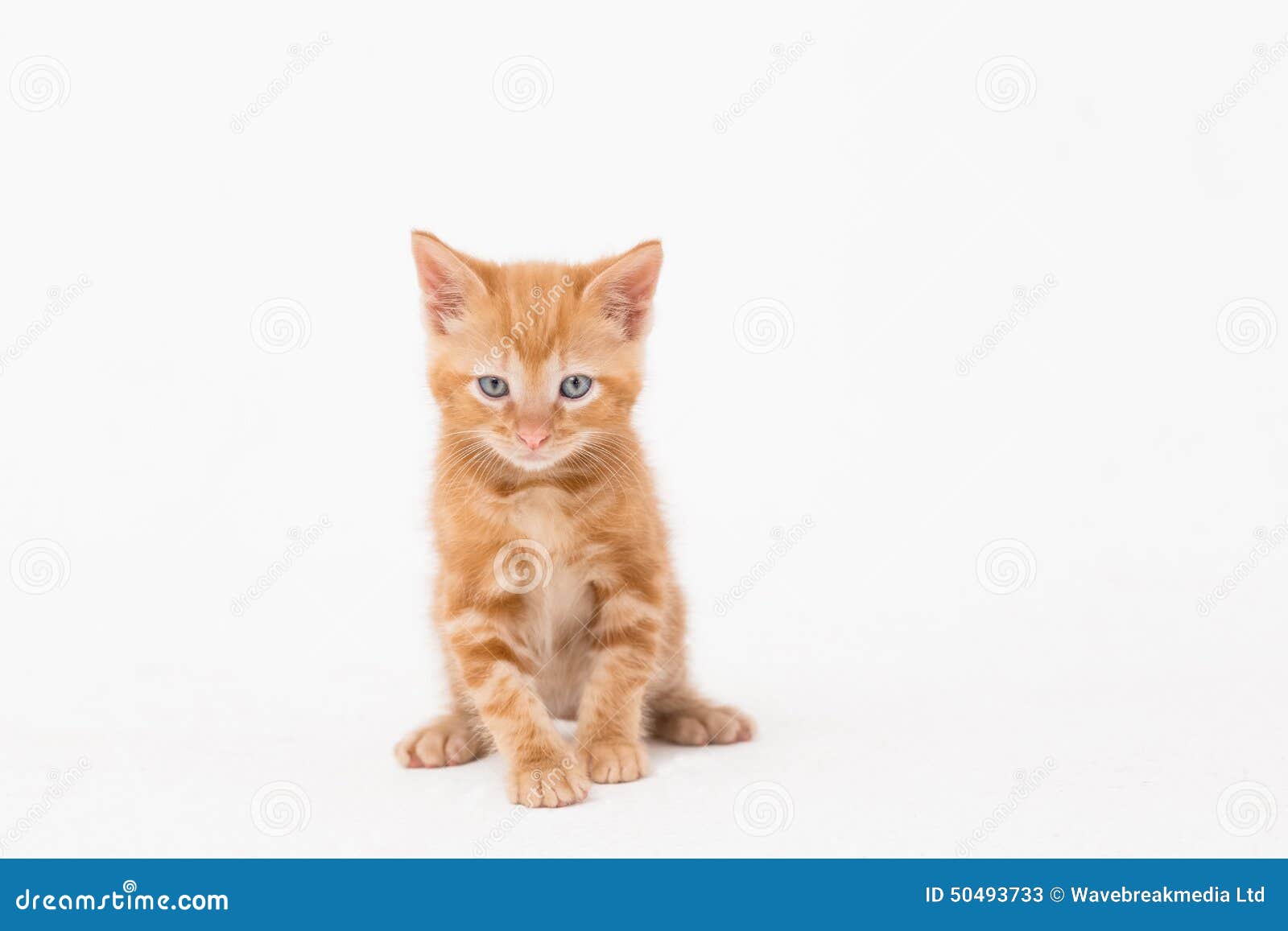 Рыжий котенок на белом фоне
