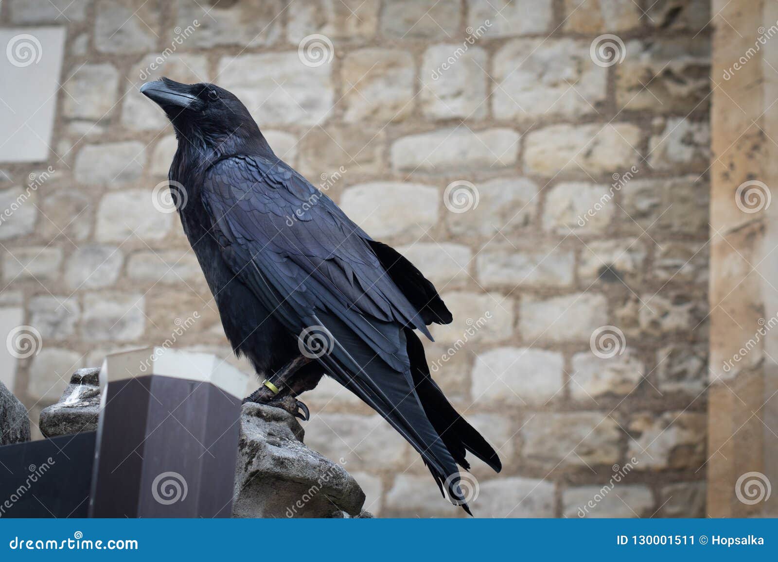 Six ravens. Лондонский Тауэр вороны. Вороны Хранители Тауэра. Tower of London вороны. Ворон в Англии.