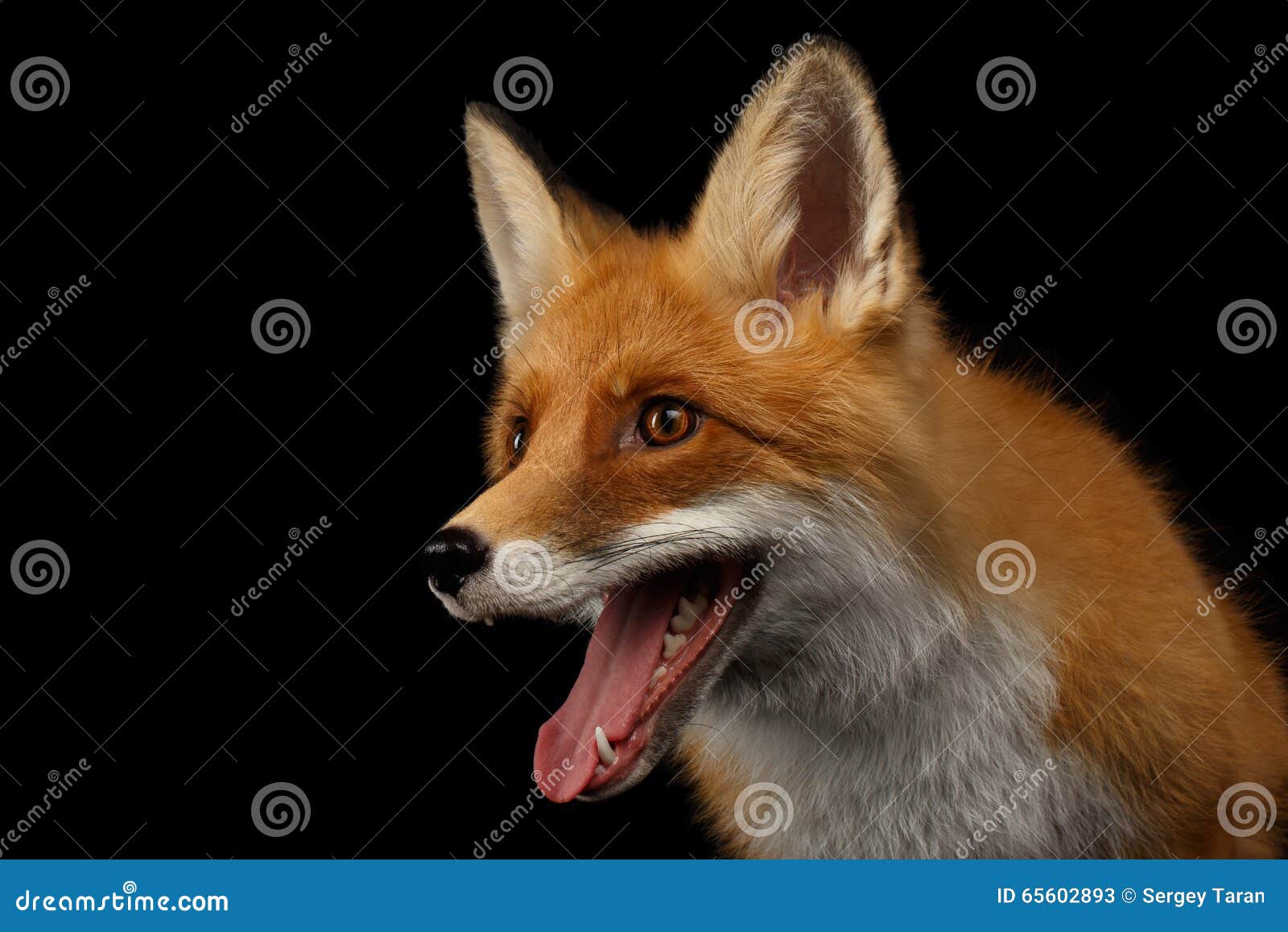 фото около Портрет крупного плана Fox Smiled красного изолированный на черн...