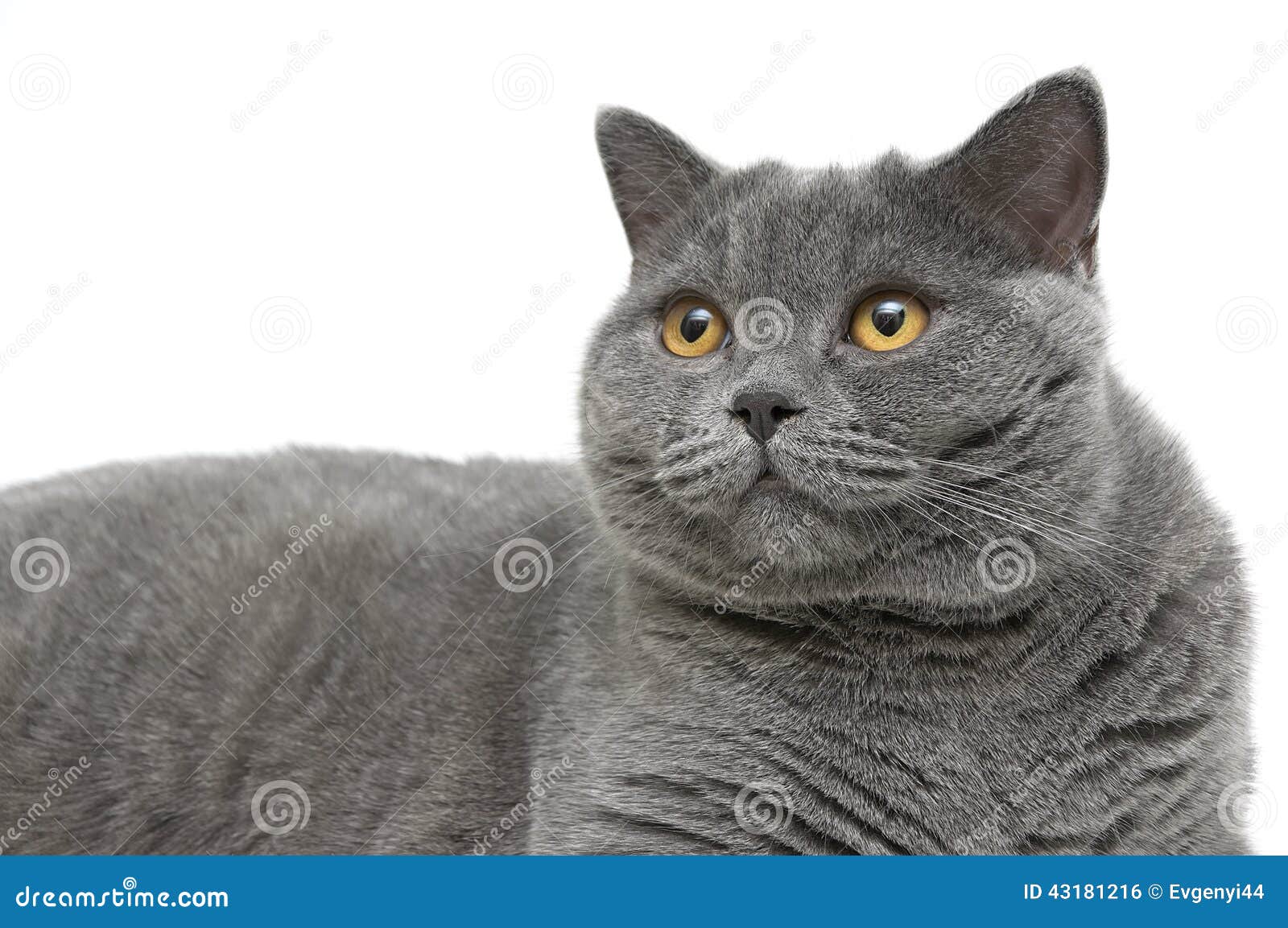 Кот шотландец с прямыми ушами