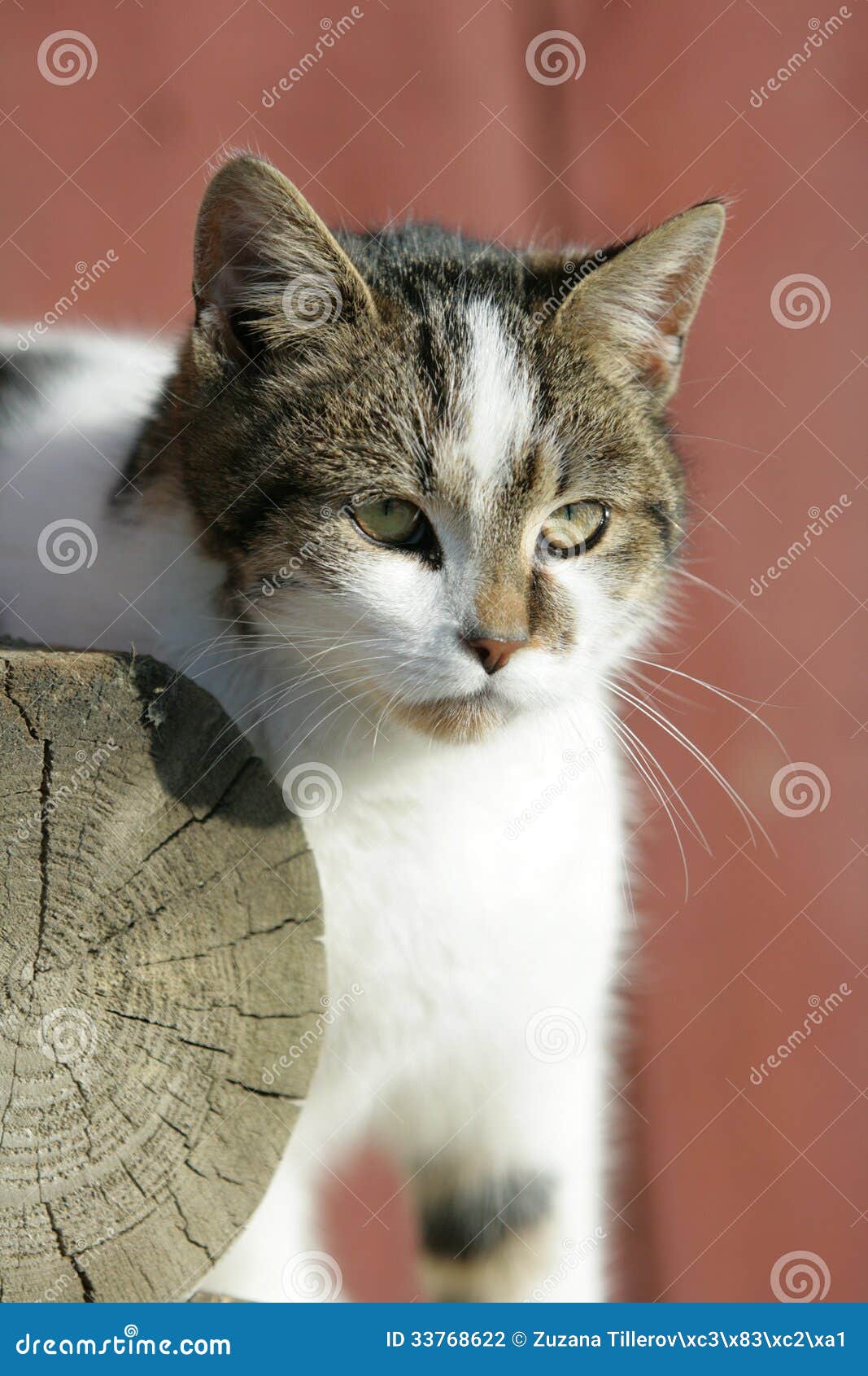 Славный кот