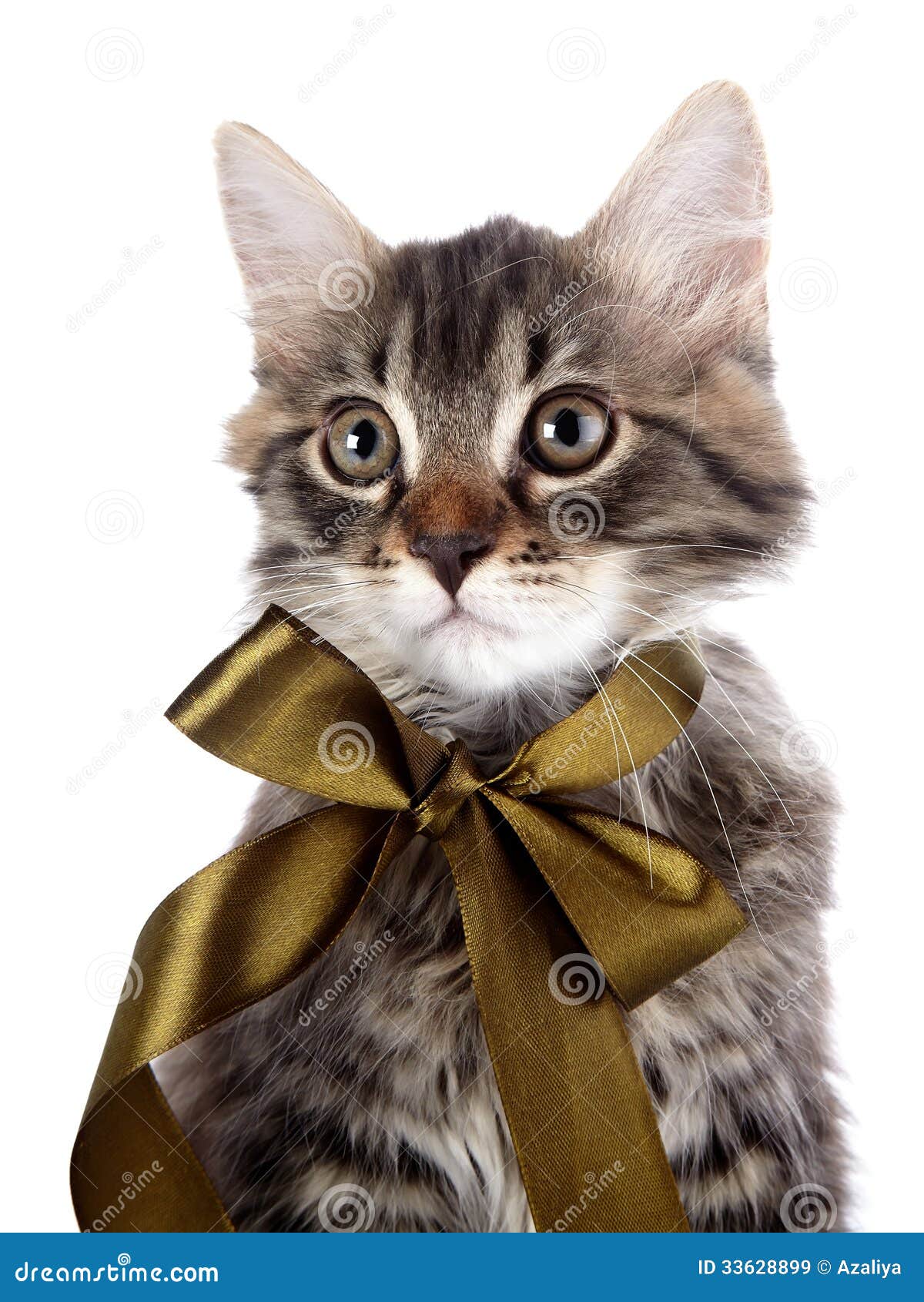 Котик с бантиками