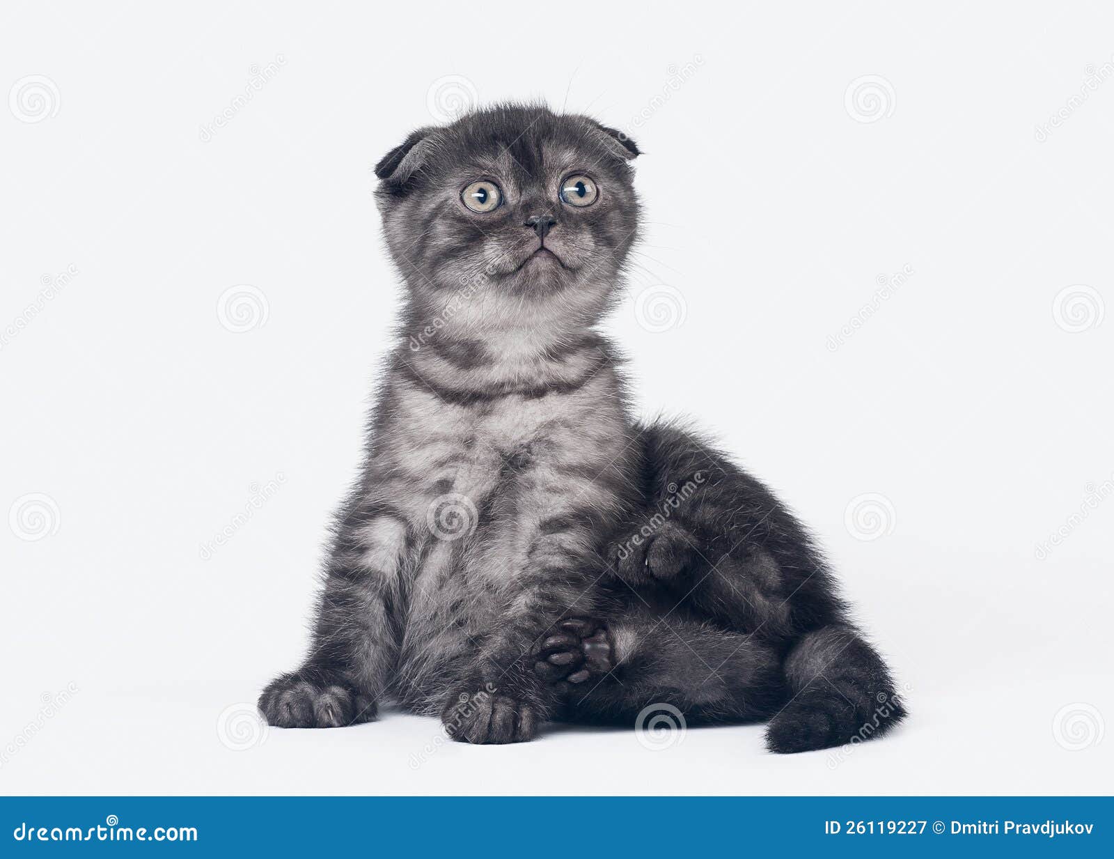 Шотландский вислоухий кот черный дым