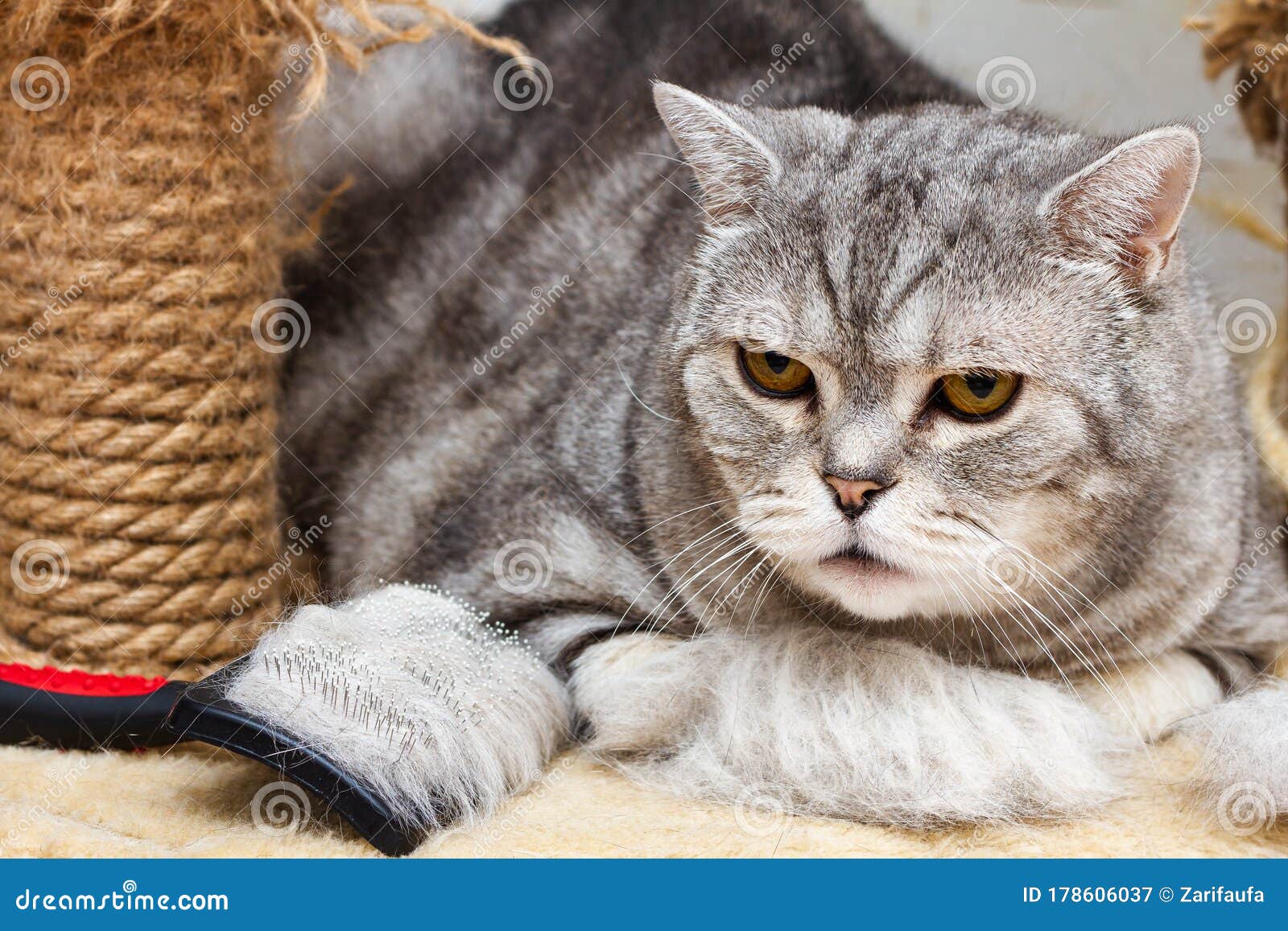 Британский кот полосатый