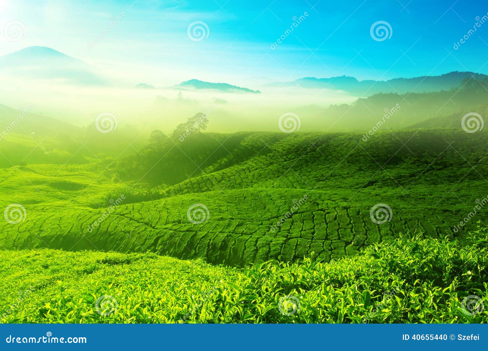 Closeup View of Tea Leaves at Tea Plantation at Sunset Stock Image - Image of hi