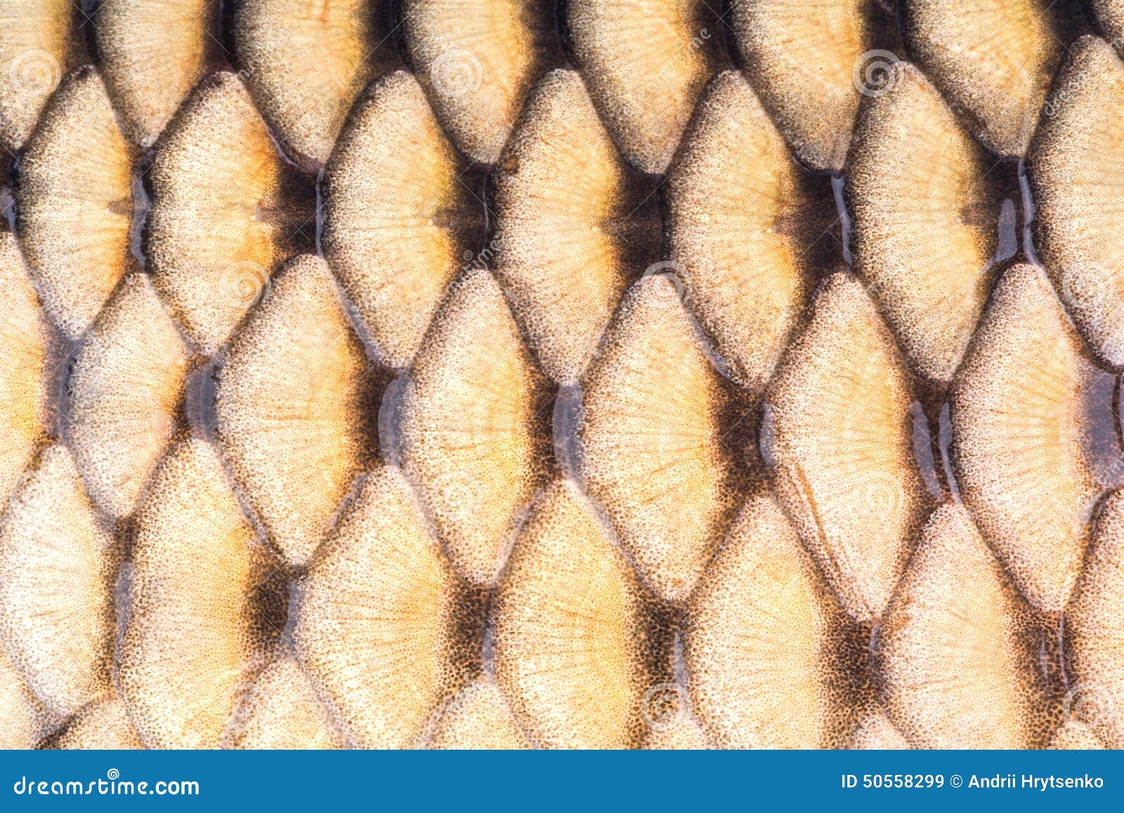 ктеноидная чешуя. рыбья чешуя. циклоидная чешуя судака. чешуя рыбы. кожа и чешуя рыб.