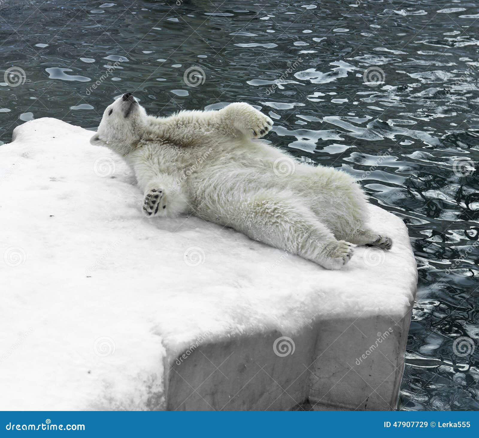 белые медведи в антарктиде. белый медведь отдыхает. белый медвежонок на льдине. белый медведь лежит на льдине. белый медвежонок валяется.