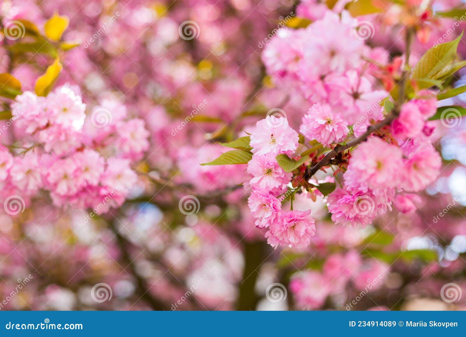 прекрасная вишня цветущая сакура весеннего времени на природе. концепция  ботанического сада. расцветание. арома и Стоковое Изображение - изображение  насчитывающей флористическо, изолировано: 234914089