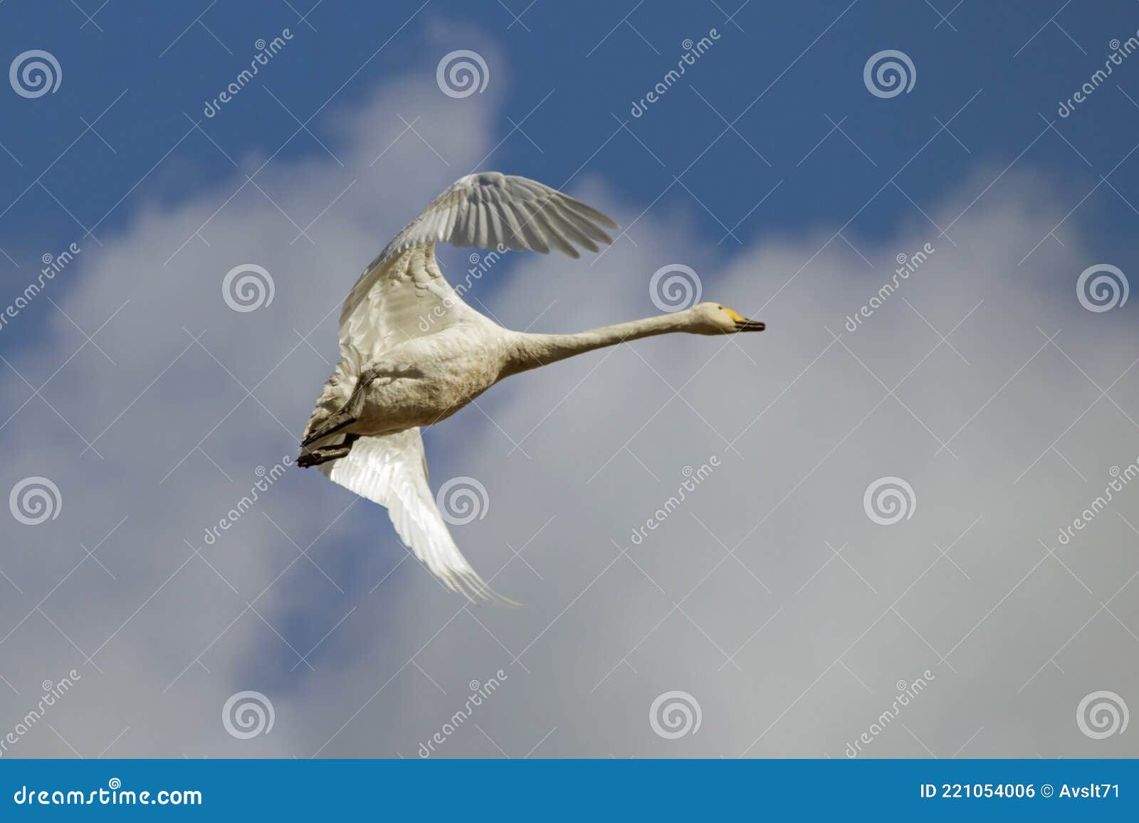 прекрасный белый лебедь, летящий по небу. Стоковое Фото - изображение  насчитывающей природа, предохранитель: 221054006