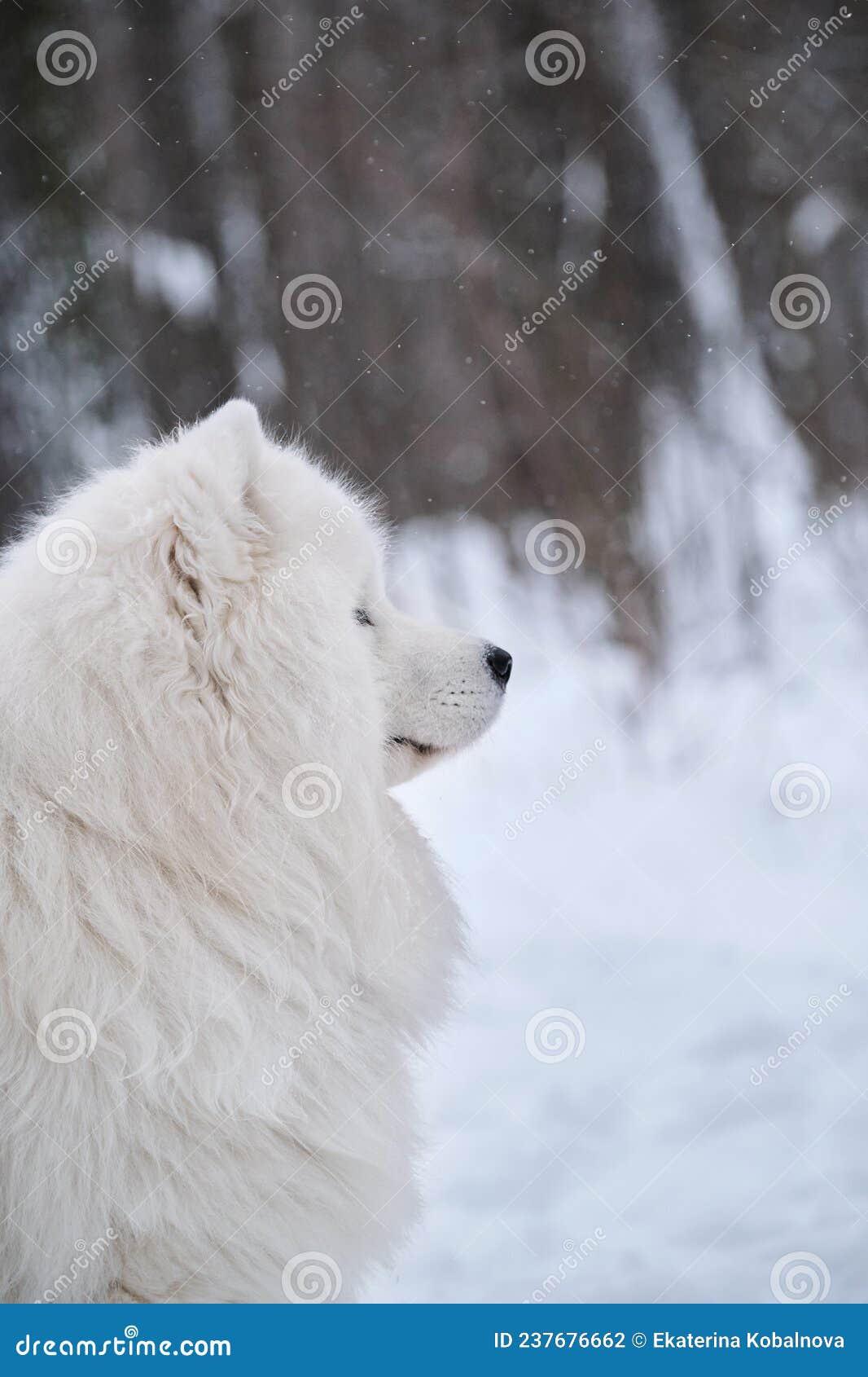 прекрасный вид снежных взрослых самоделанных собак. закрыть лицо в зимнем  парке на фоне снега. северные аборигены Стоковое Фото - изображение  насчитывающей потеха, осипло: 237676662