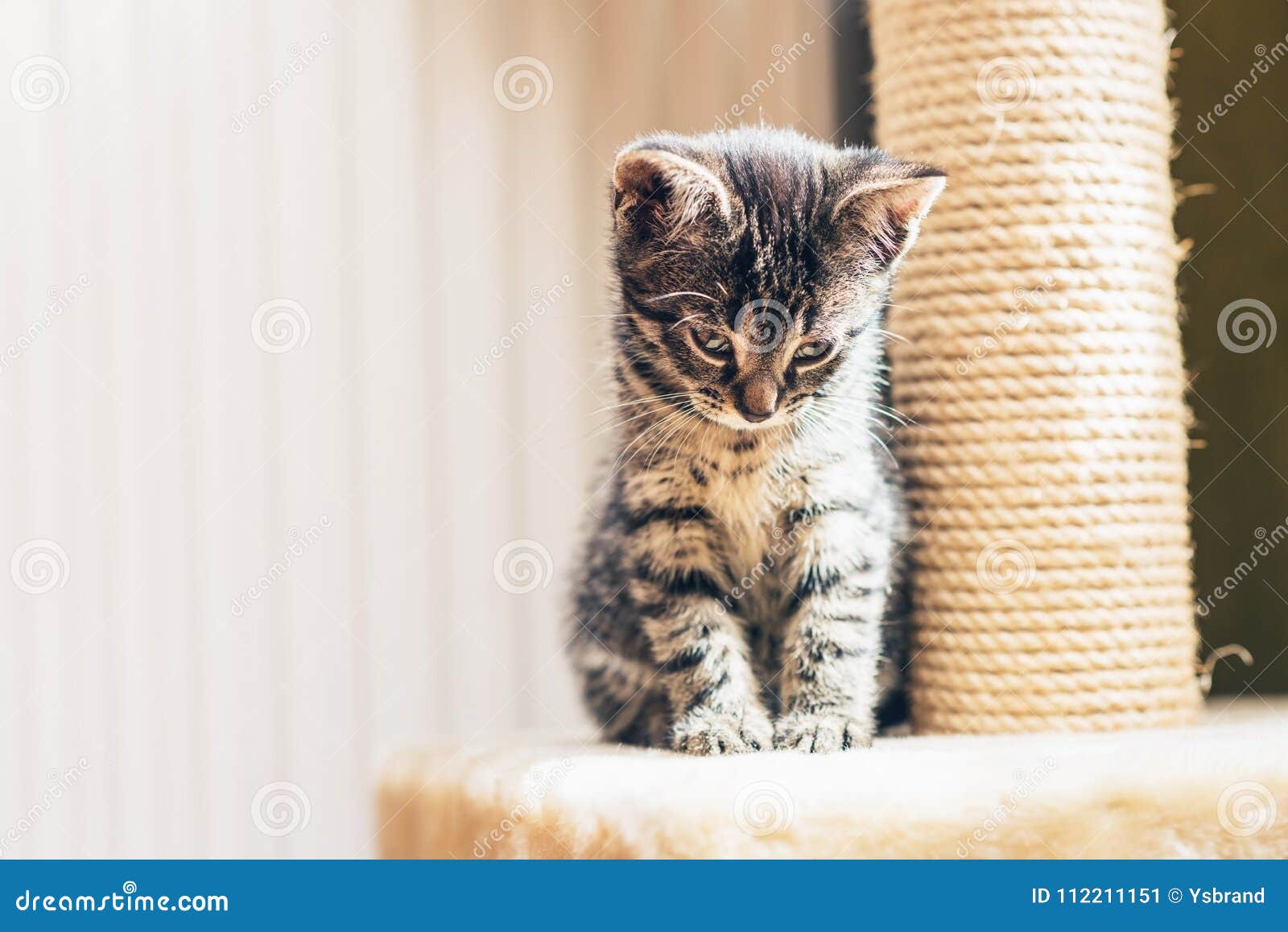 Прелестный задумчивый котенок Tabby младенца Стоковое Изображение -  изображение насчитывающей очень, мило: 112211151