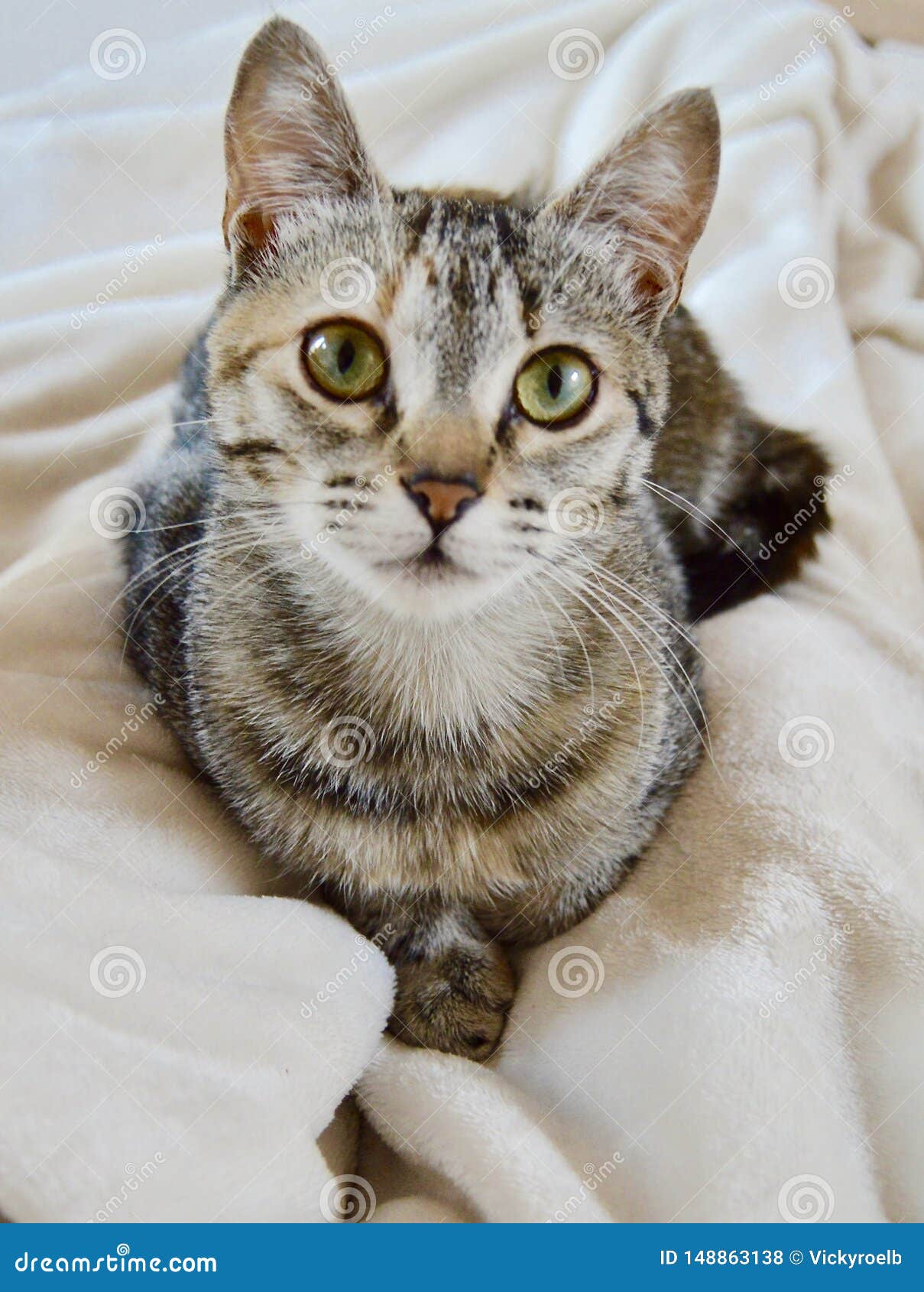 Прелестный котенок смотря вас Стоковое Фото - изображение насчитывающей  покрашено, закрыто: 148863138