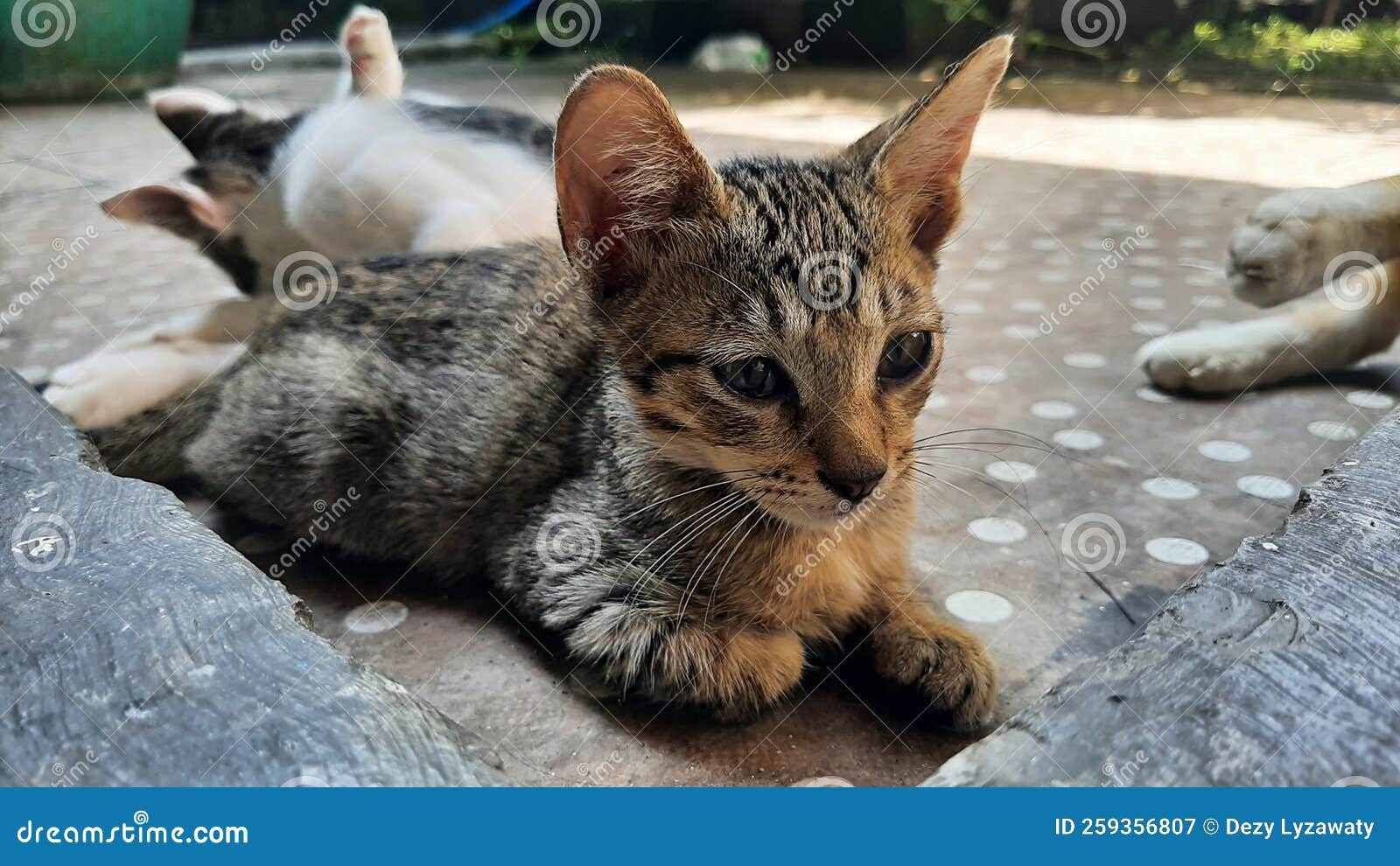 прелестный котёнок сидит на полу Стоковое Изображение - изображение  насчитывающей котенок, рыльце: 259356807