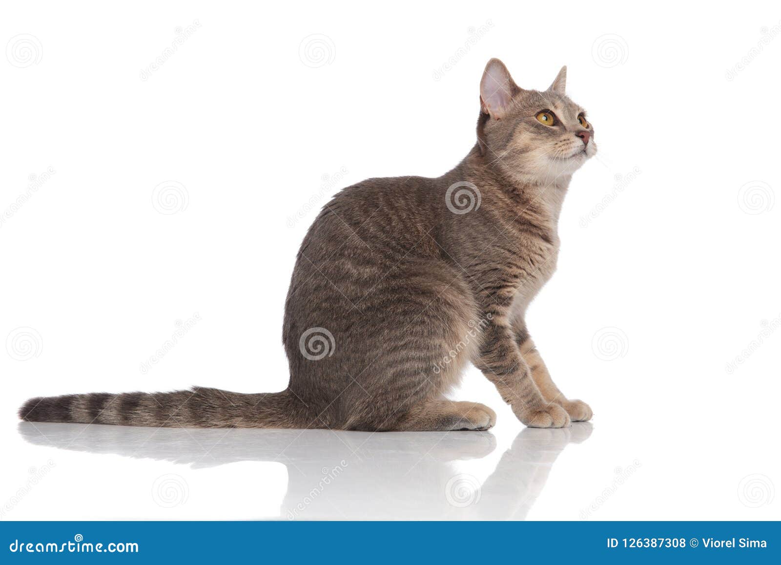 Кот вид сбоку
