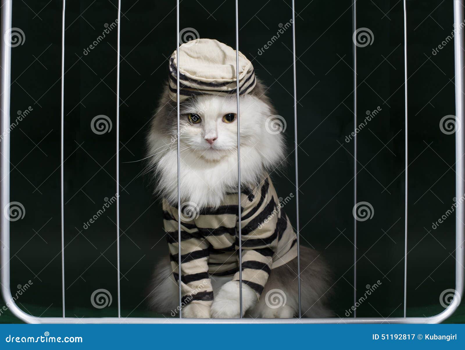 Кот за решеткой картинки