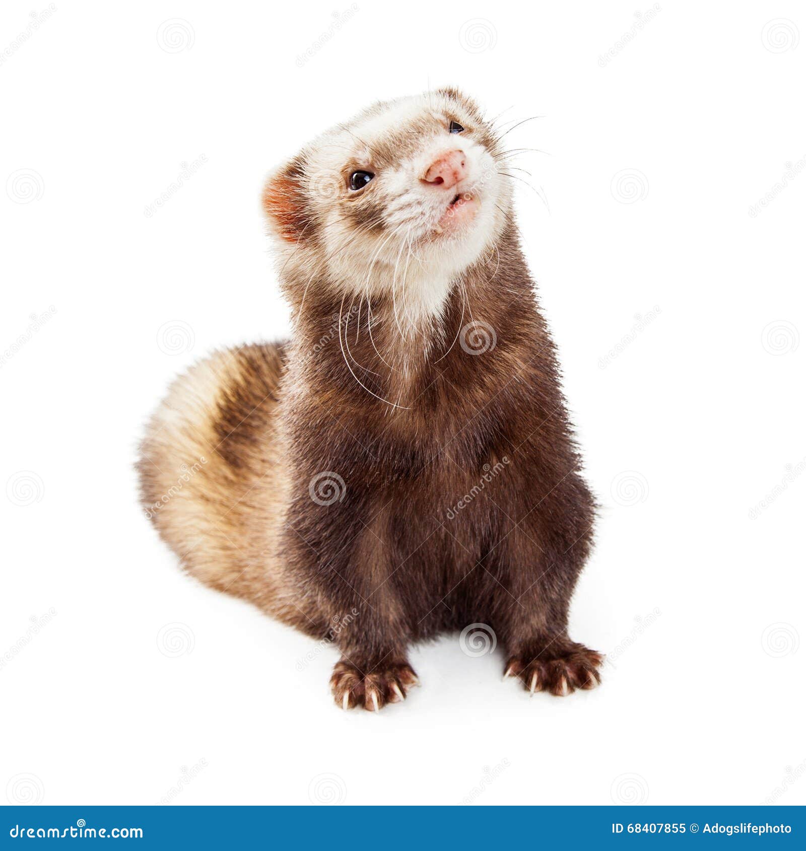 Хорек png