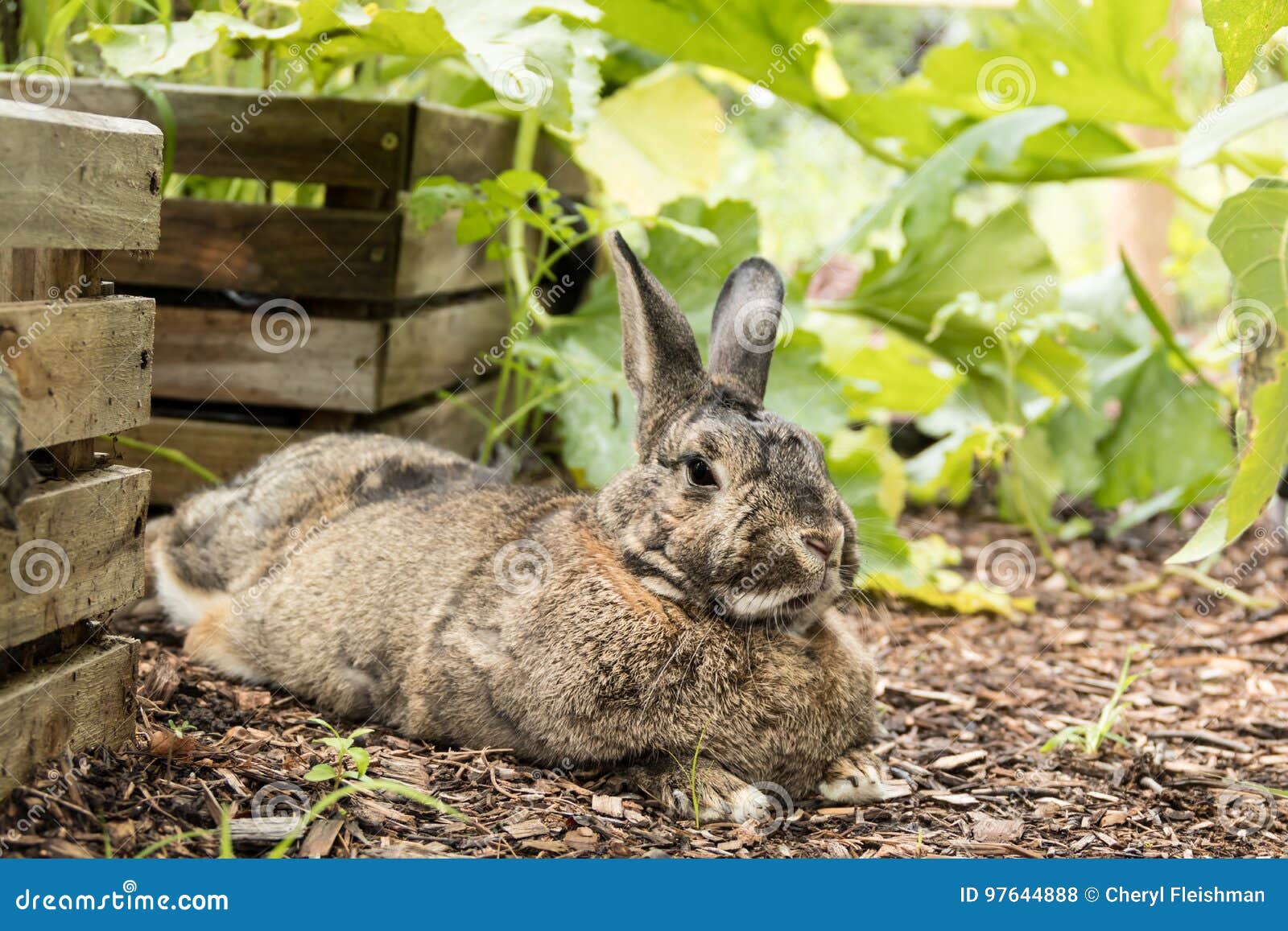 можно ли давать кроликам кабачки. можно кролям кабачок. кролик с тыквой. кабачок кролик. можно ли давать кроликам яблоки свежие.