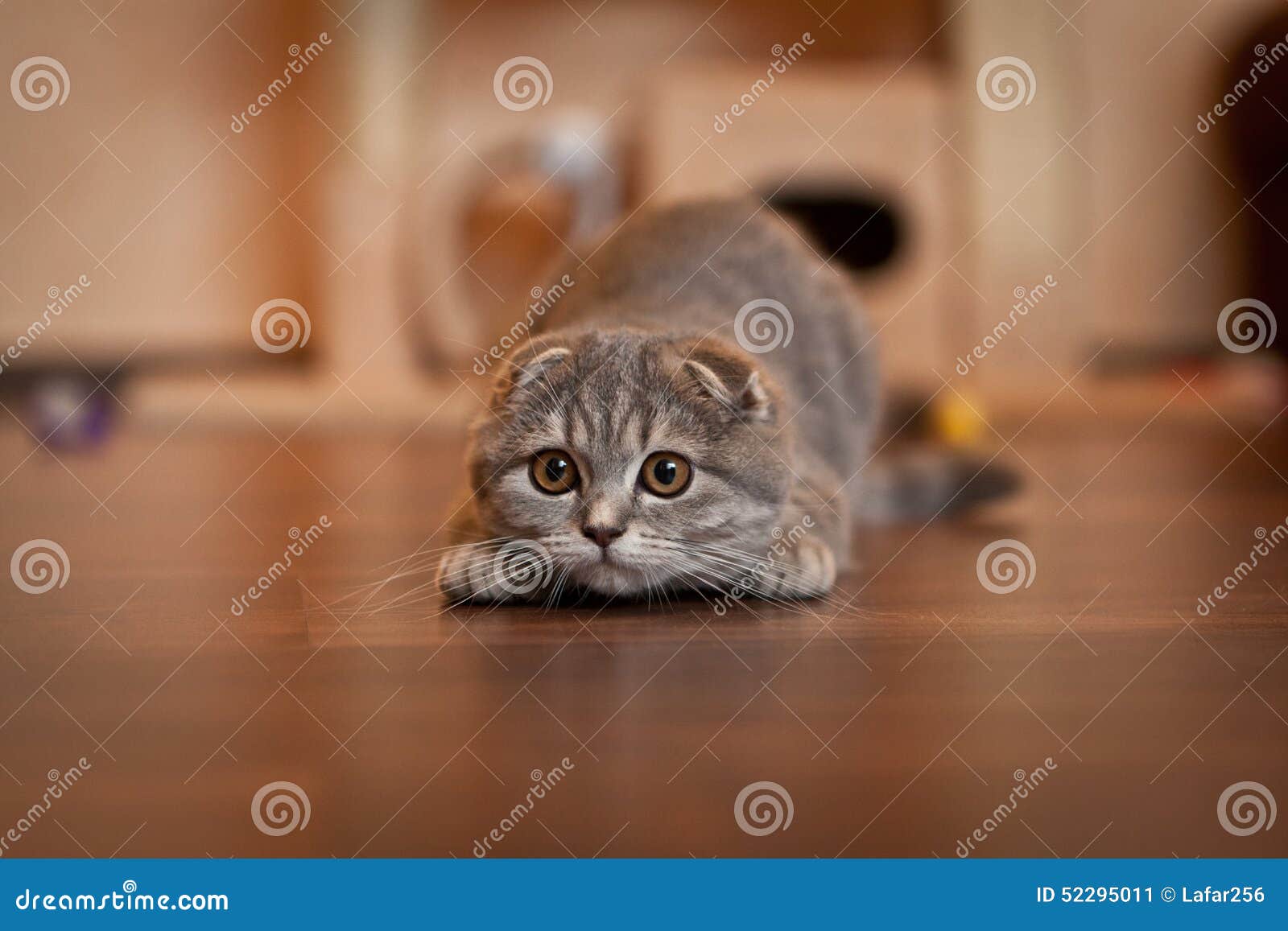 Смешные шотландские вислоухие коты