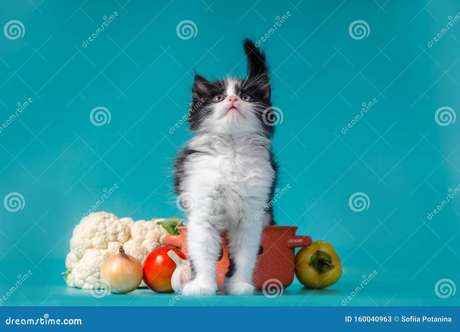 приготовление черно-белой пушистой кошки рядом с апельсиновой чашкой и  овощами Стоковое Изображение - изображение насчитывающей вегетарианец,  чеснок: 160040963