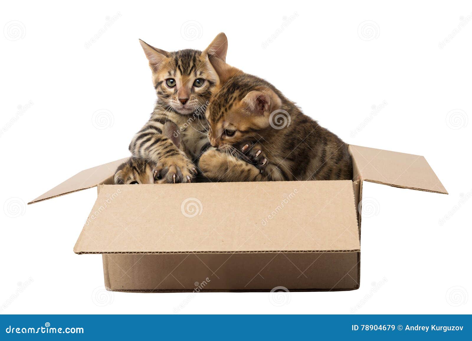 Котята в коробке