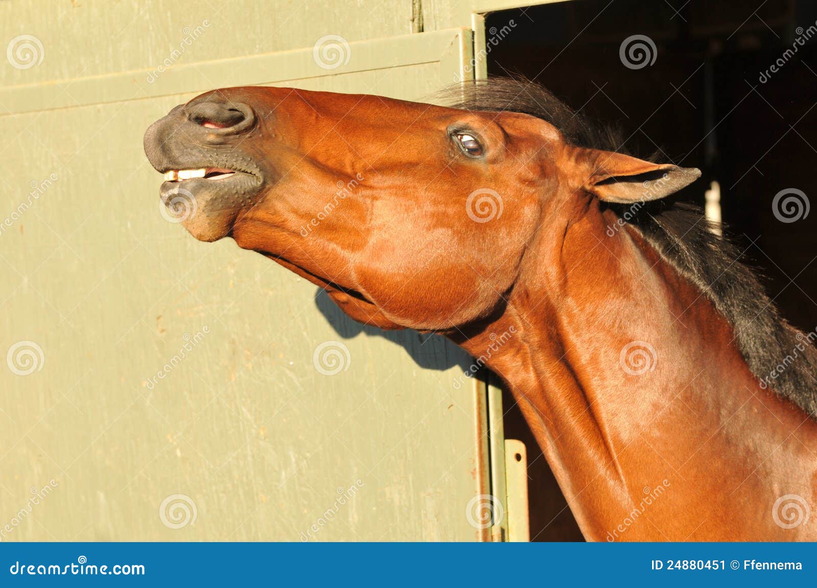 Приходи в конюшню. Конь у двери. Голова лошади на дверь. Лошадь здоровается. Голова коня над дверью.