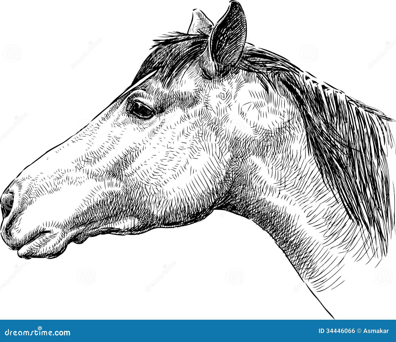 Профиль головы лошади иллюстрация вектора. иллюстрации насчитывающей рука -  34446066