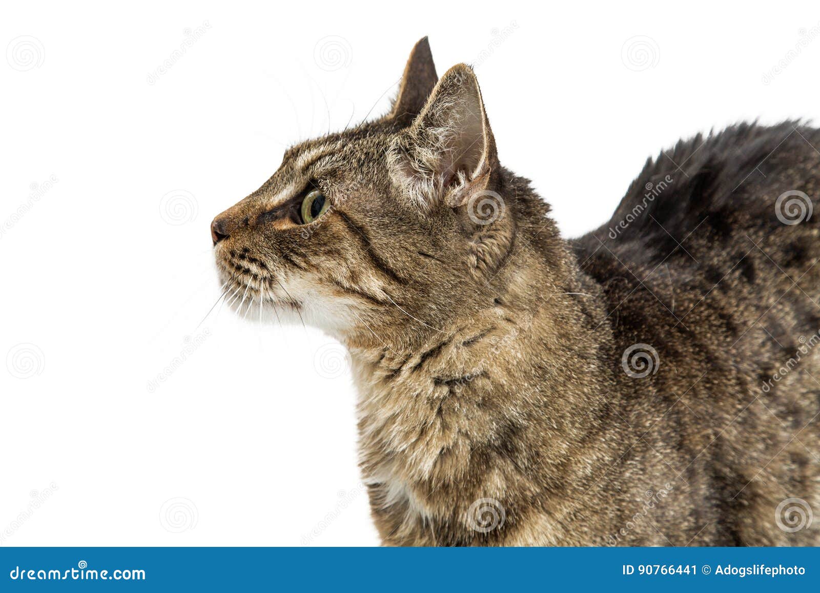 Кот в профиль
