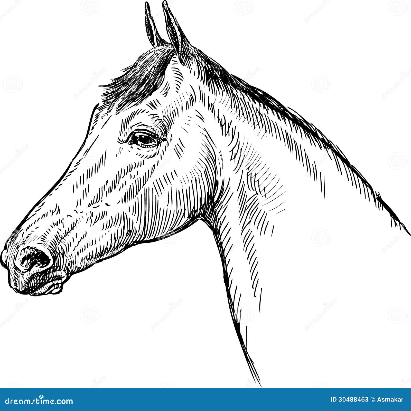 Профиль лошади иллюстрация вектора. иллюстрации насчитывающей грива -  30488463
