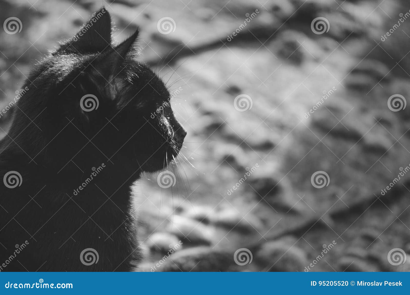 Профиль черных котов стоковое фото. изображение насчитывающей одно -  95205520