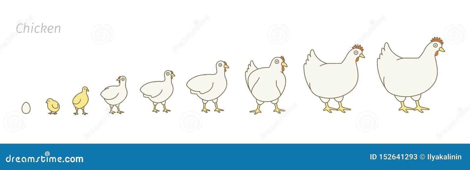 Рост и развитие курицы. Стадии роста курицы. Этапы роста цыпленка. Взросление цыплят. Стадии взросления кур.