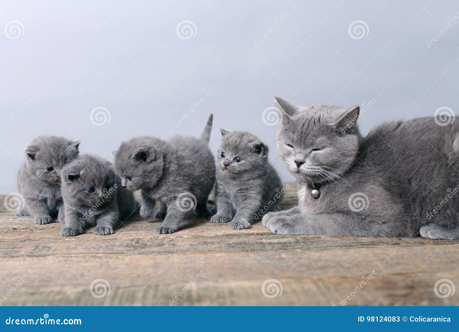 Пук котят, кот матери с ними Стоковое Изображение - изображение  насчитывающей ветерки, меховой: 98124083