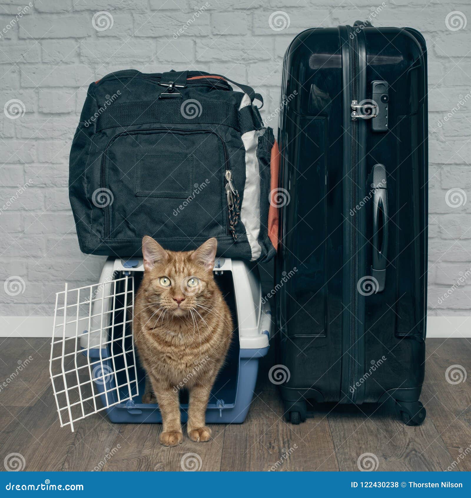 Кот с чемоданом картинки