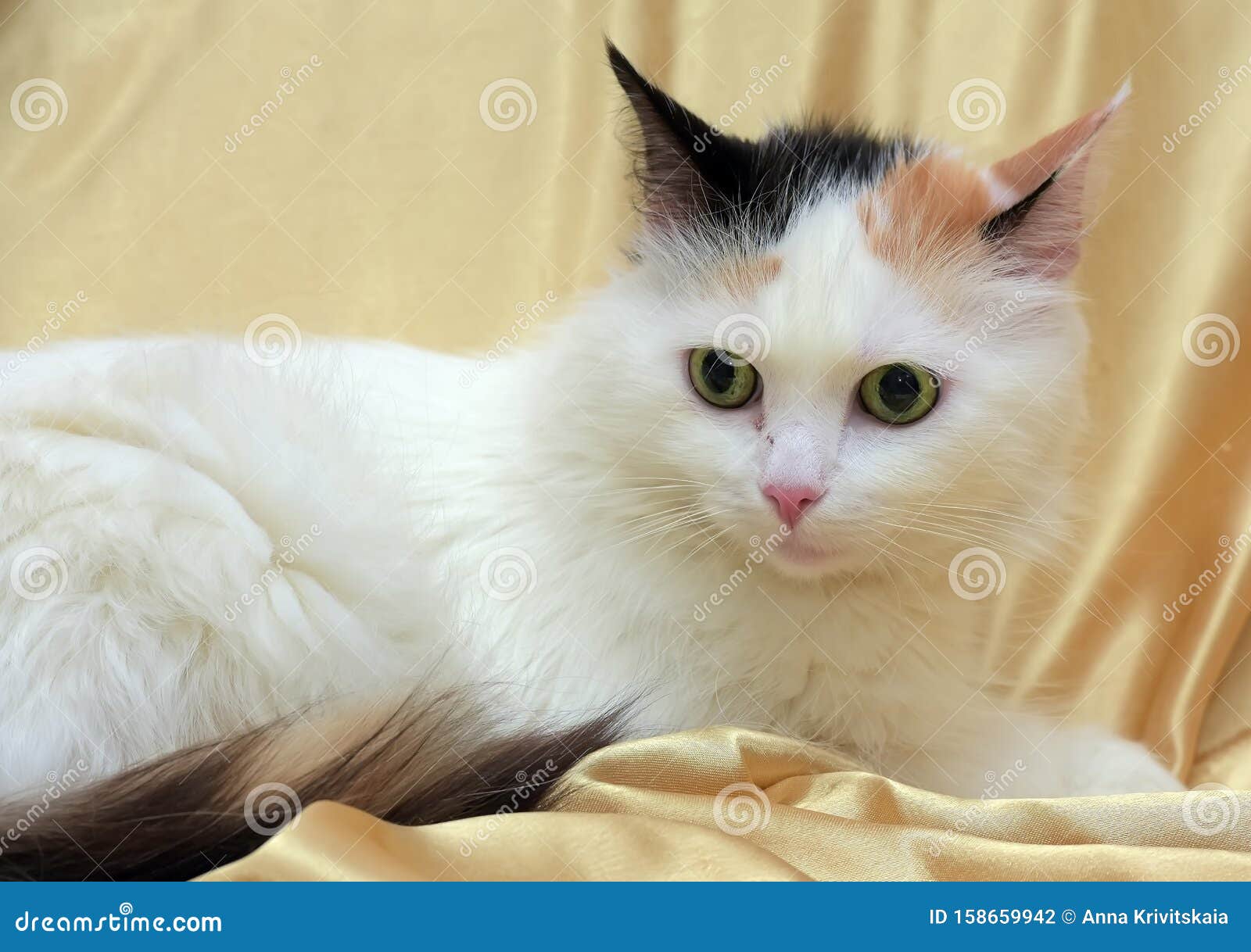 Пушистая трехцветная кошка с пушистым хвостом Стоковое Фото - изображение  насчитывающей кот, прелестное: 158659942