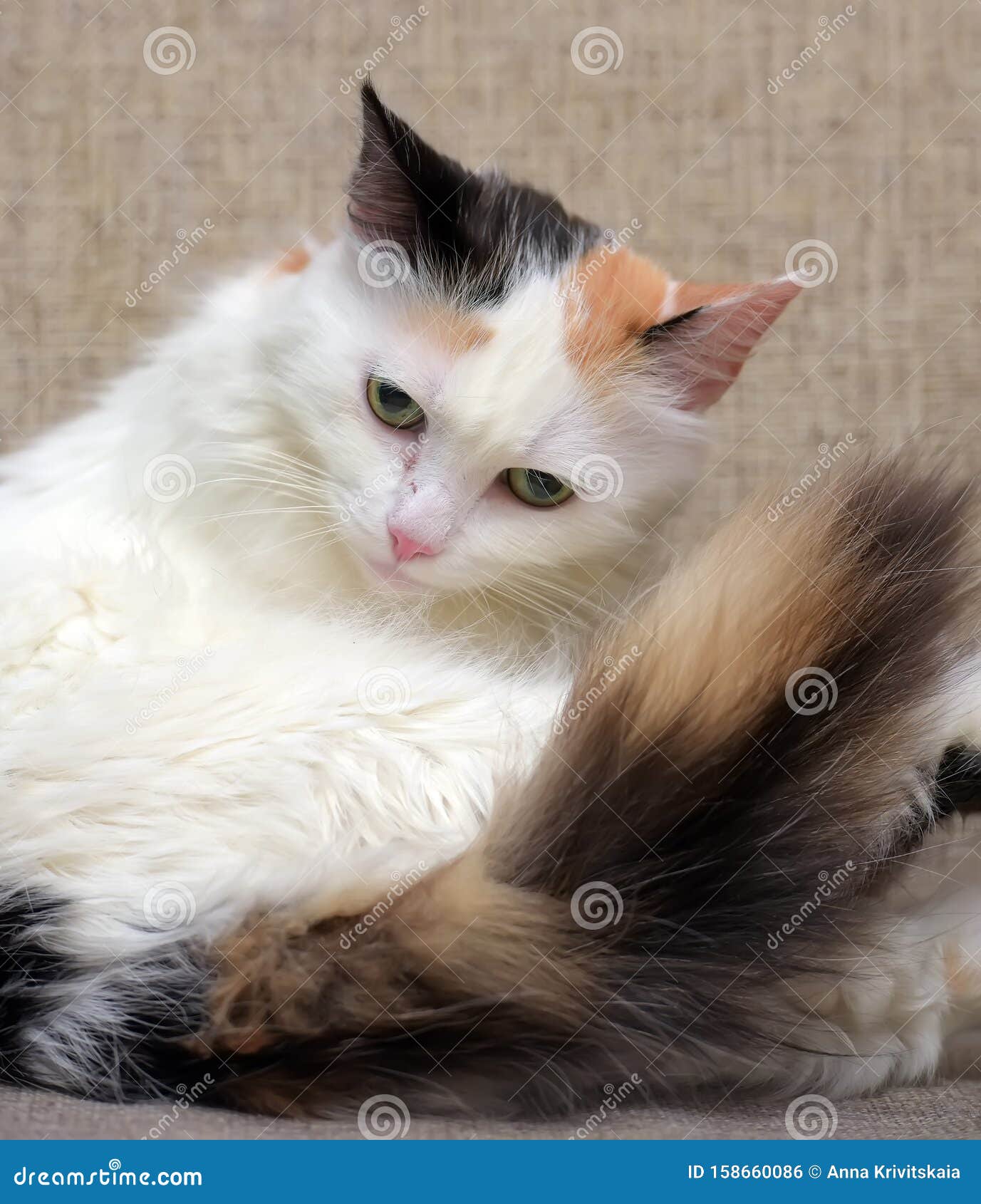 Кошка трехцветная длинношерстная