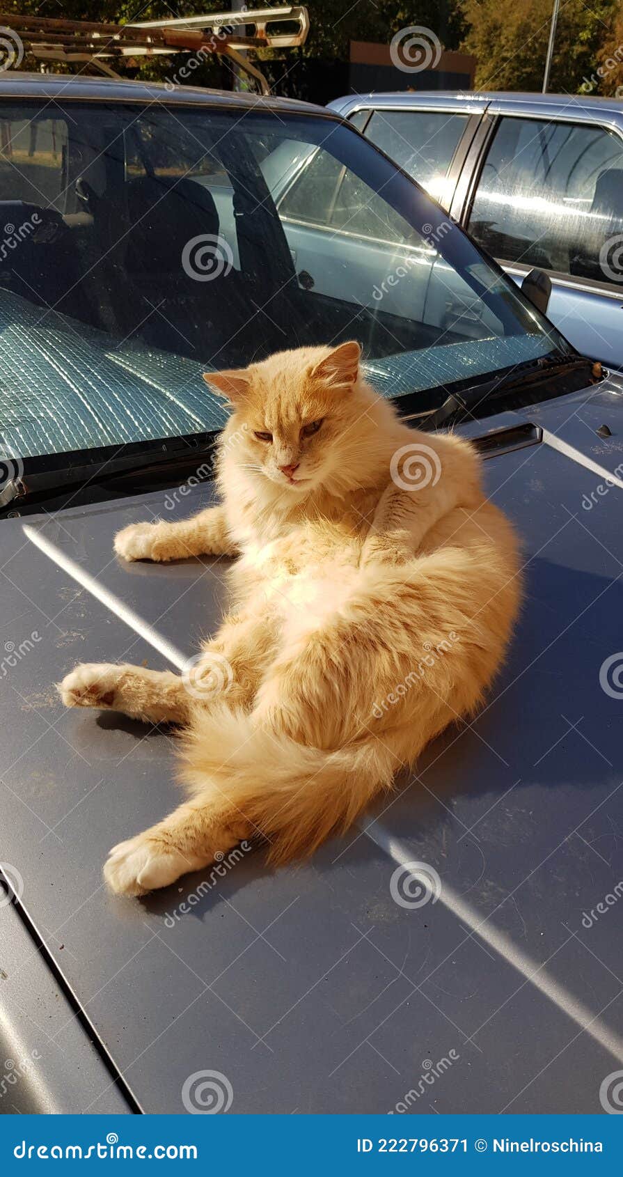 Кот на капоте
