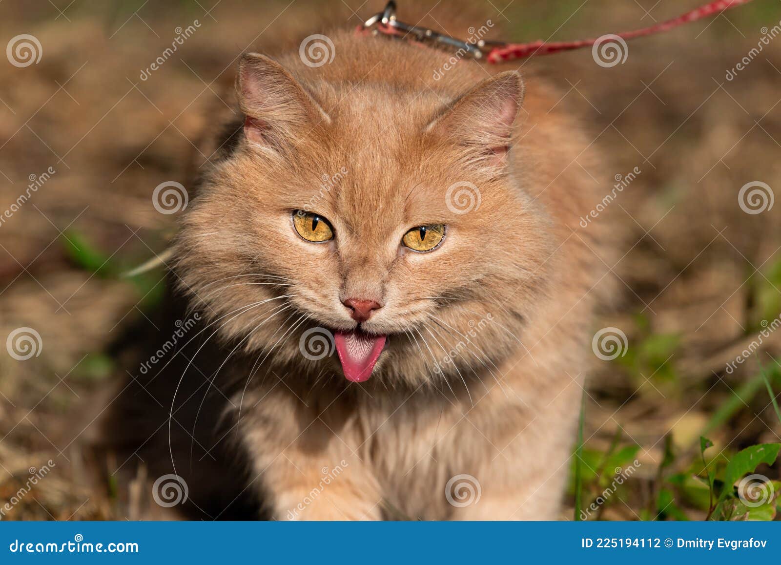 пушистый рыжий сибирский кот ходит на поводке или упряжке в очень жаркую  погоду на улице летом. домашнее животное на грани теплово Стоковое Фото -  изображение насчитывающей жара, проводка: 225194112