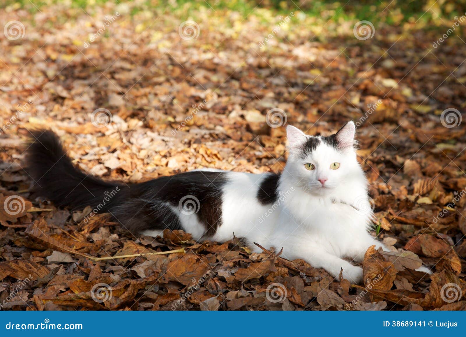 Пушистый черно-белый кот на листьях Стоковое Изображение - изображение  насчитывающей усаживание, кот: 38689141