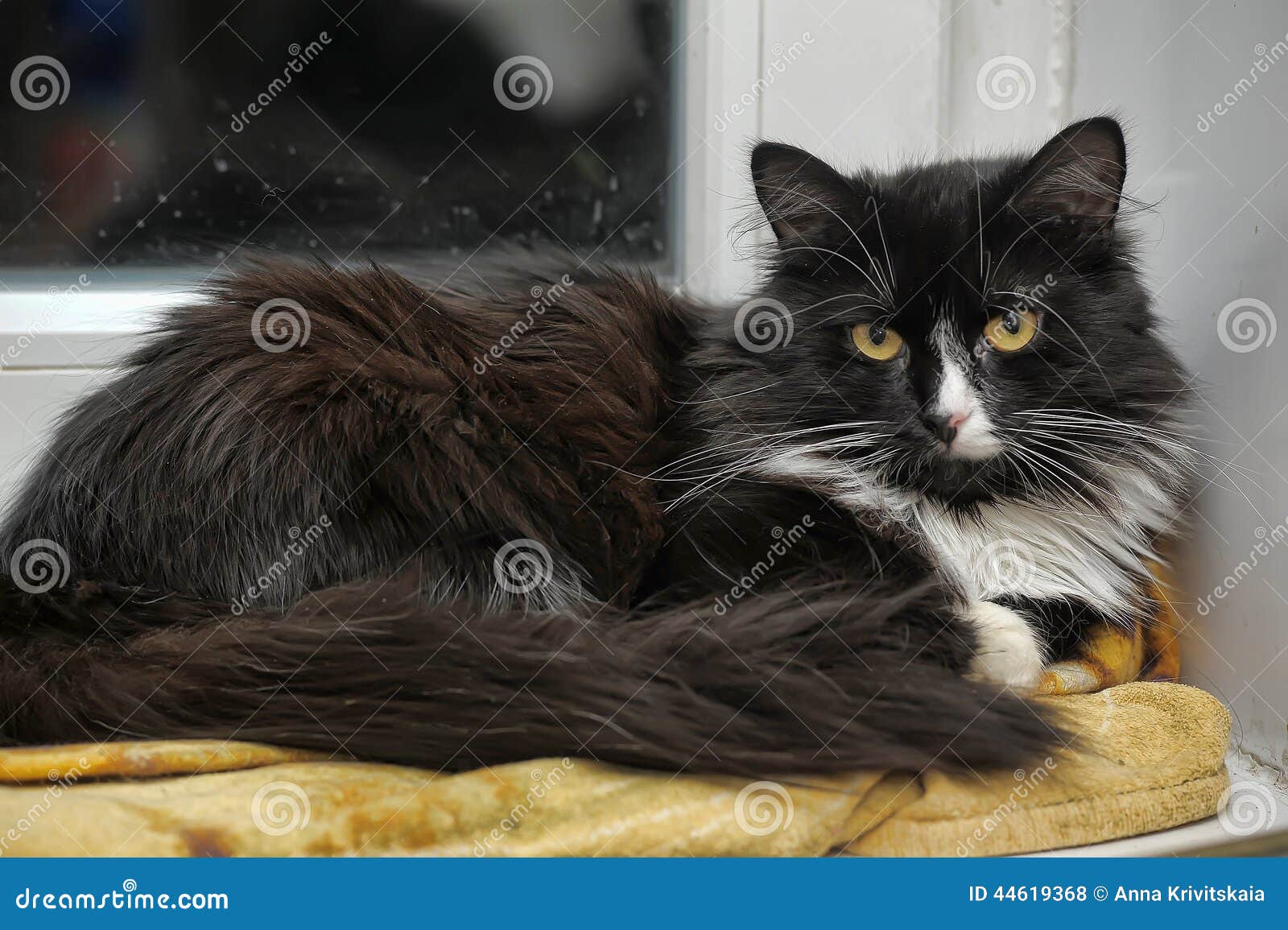 Пушистый черно-белый кот стоковое фото. изображение насчитывающей глаза -  44619368