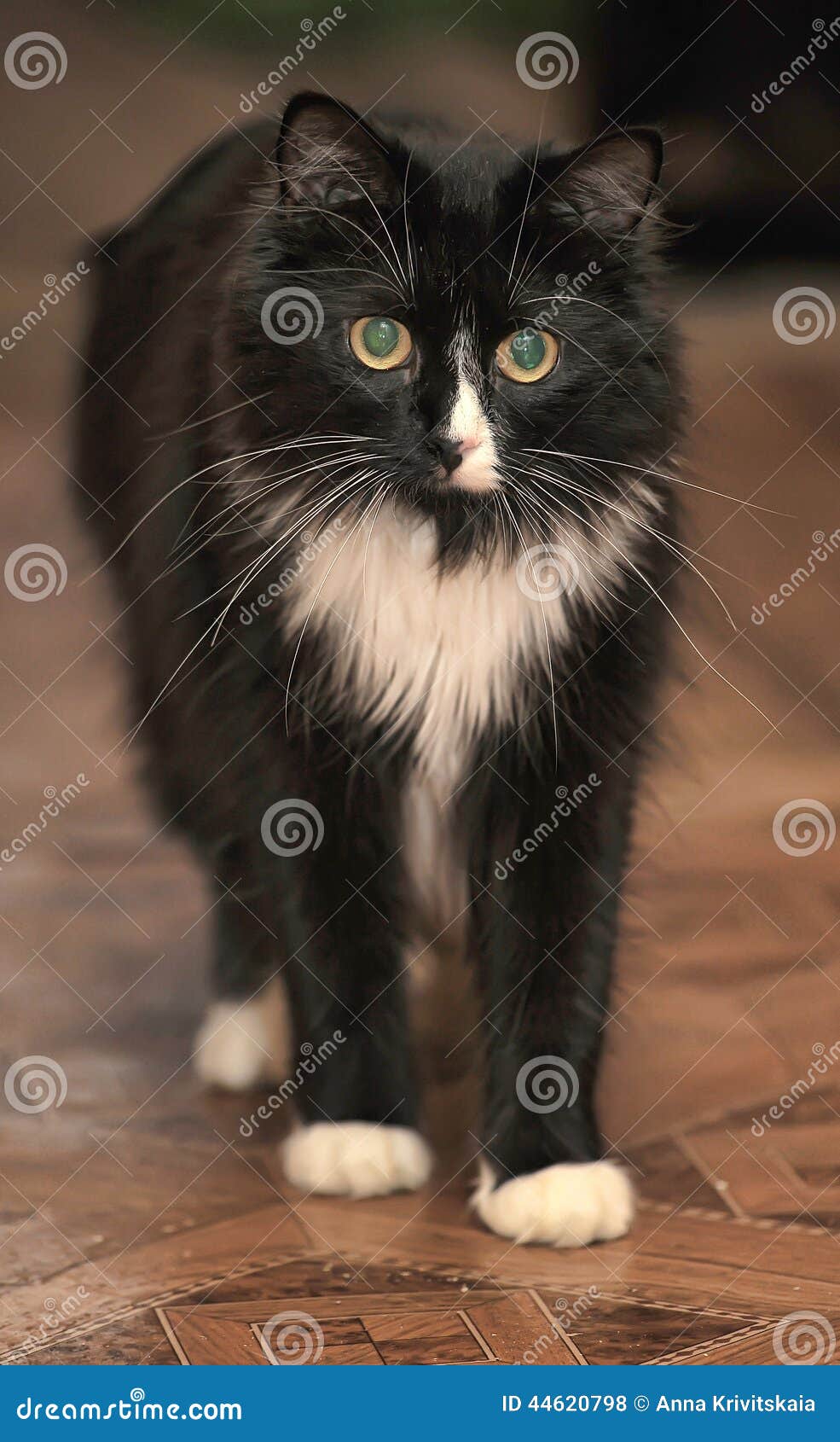 Пушистый черно-белый кот стоковое фото. изображение насчитывающей  померанцово - 44620798