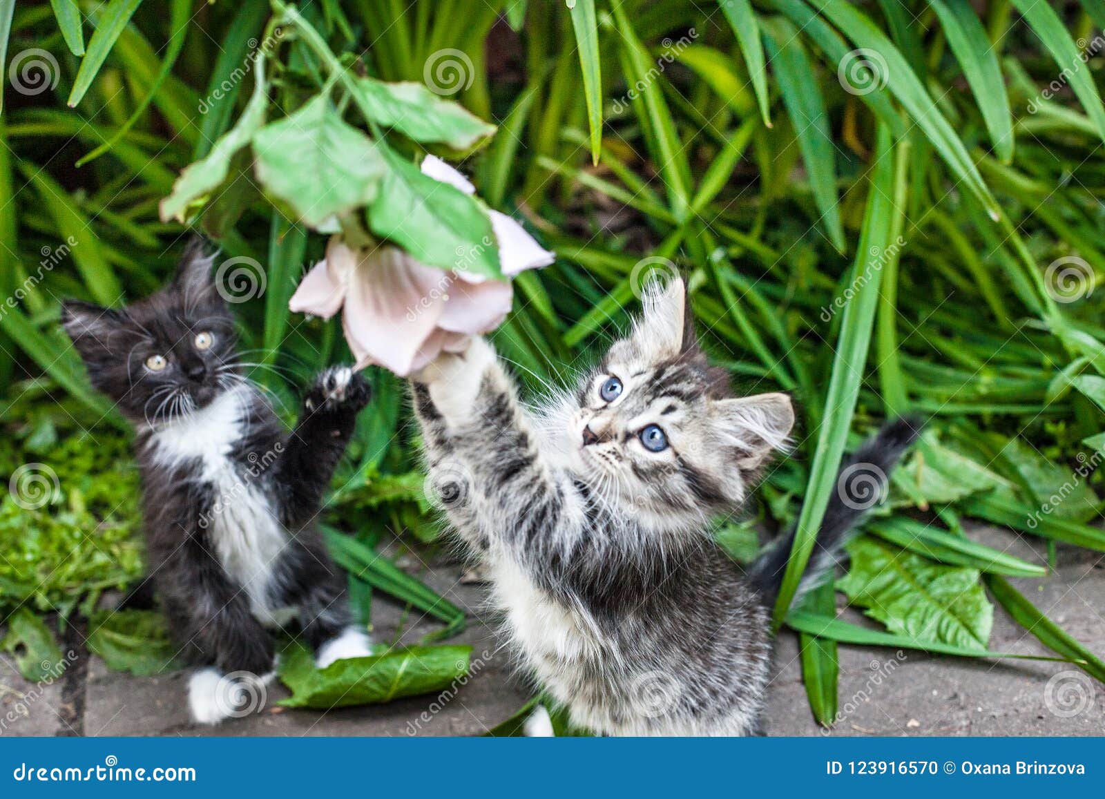 2 пушистых котят играя на траве Маленькие котята очень активные, смешные  животные Стоковое Фото - изображение насчитывающей актеров,  предприниматель: 123916570