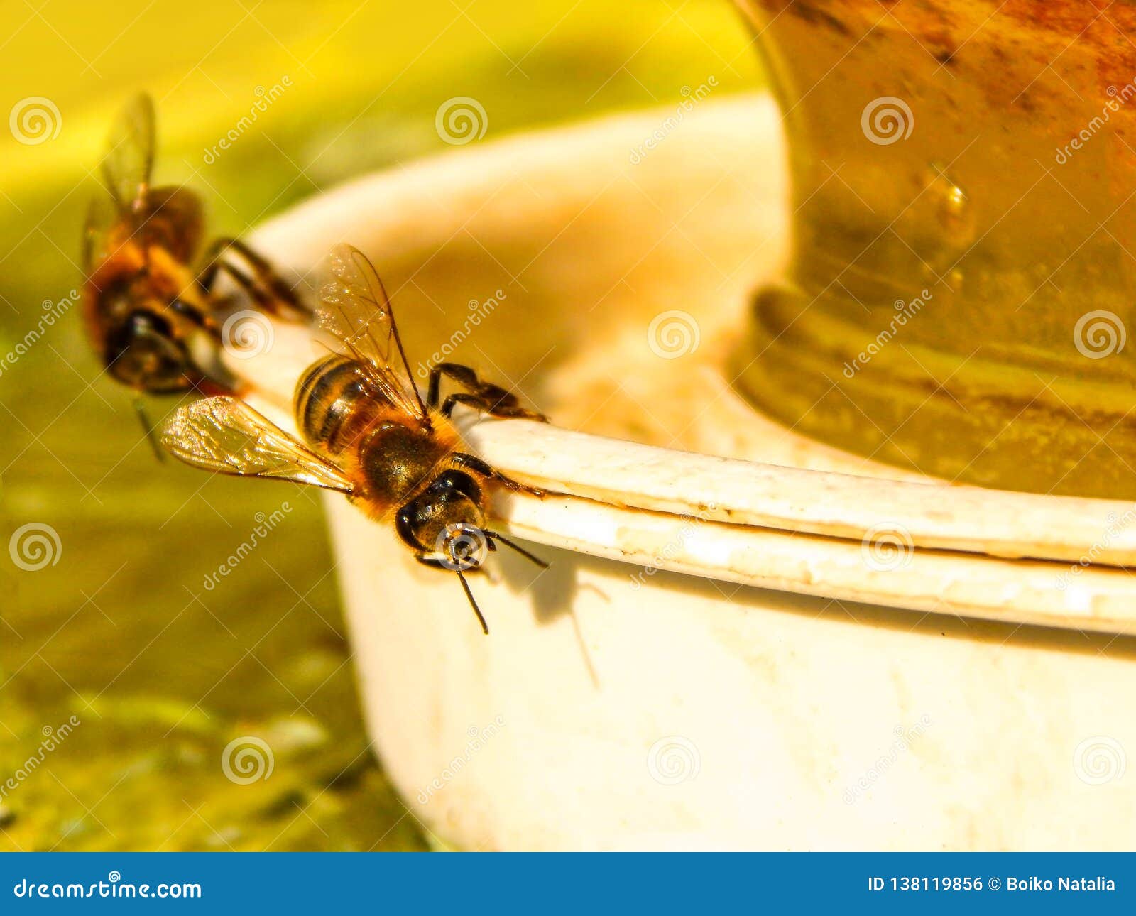 Пчелы пьют весенний. Пчелы пьют воду. Пчела пьет. Пчела напиваюсь. Насекомые пьют воду.