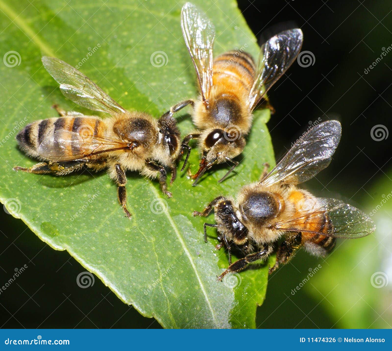 3 пчелы 3 дома