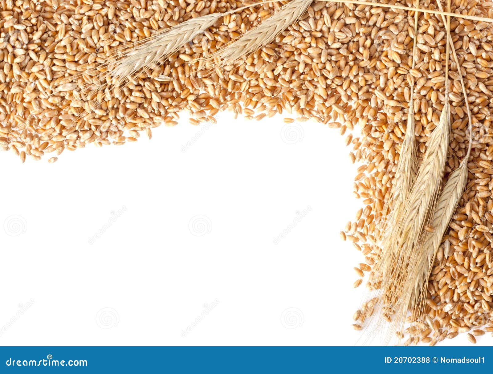 Пшеница букв и звуков. Рамка пшеница. Рамка колосья. Зерно пшеницы на белом фоне. Рамка колоски.