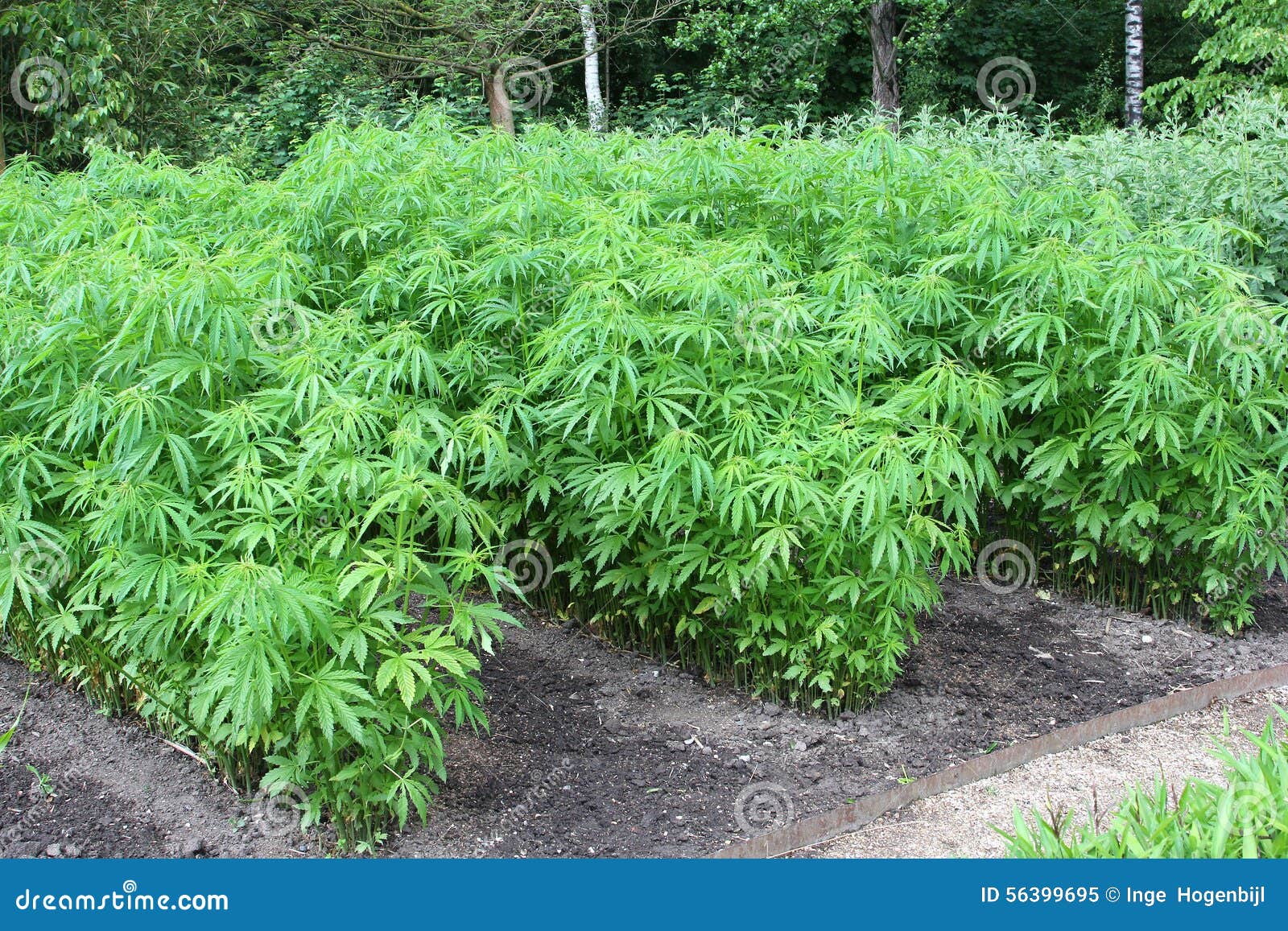 Фото плантации марихуаны последняя посылка с даркнет