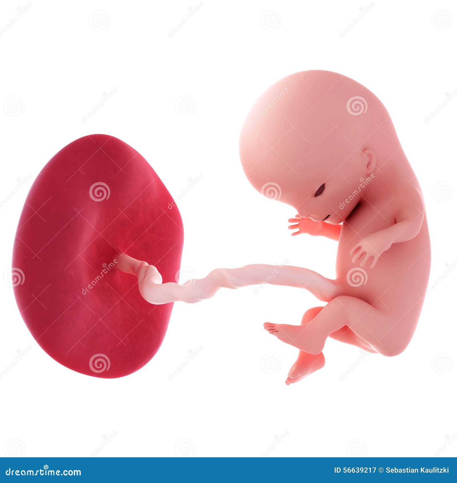 11 неделя шевеления. 11 Недель беременности. Человеческий зародыш выкидыш.