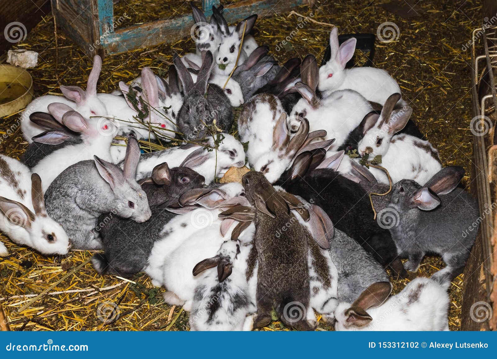 В питомнике живет несколько кроликов разного. Стайка для кроликов. Сарай для кроликов. Много кроликов. Кролики домашние в сарае.