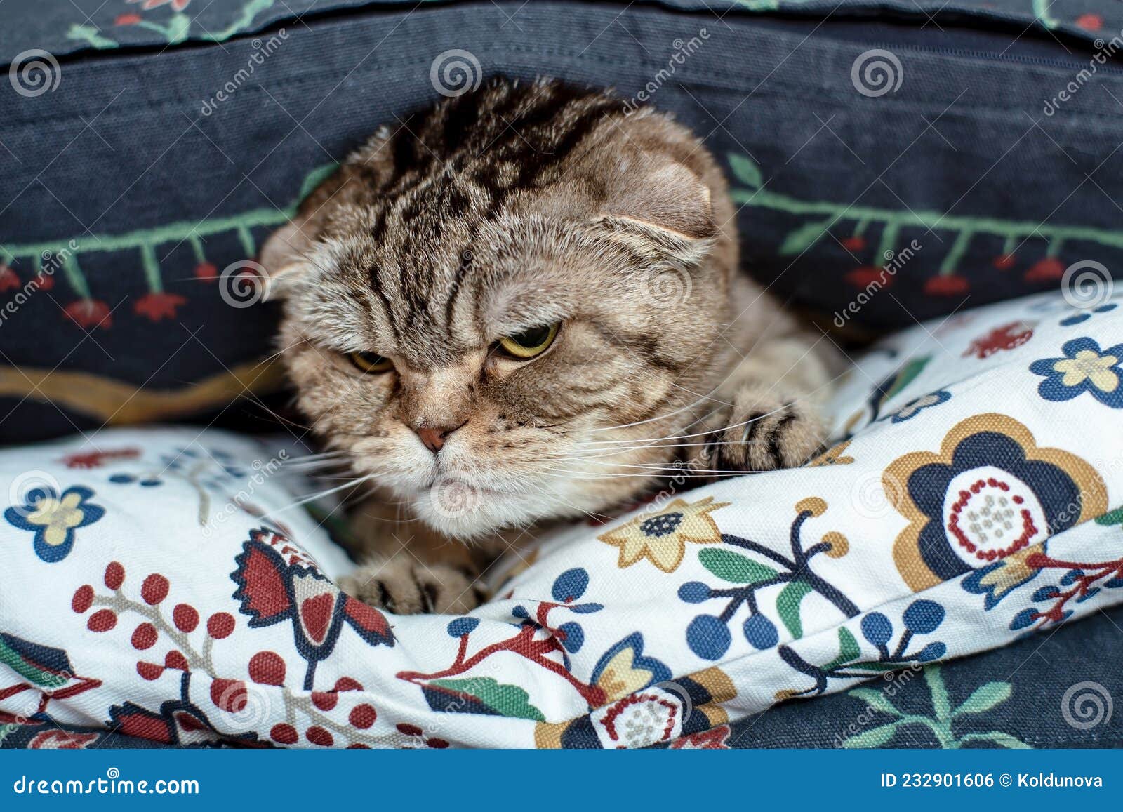 раздражённый злобный котильный кот выглядит злобно спрятанным в мягких  подушках. Стоковое Фото - изображение насчитывающей смешно, хмуриться:  232901606