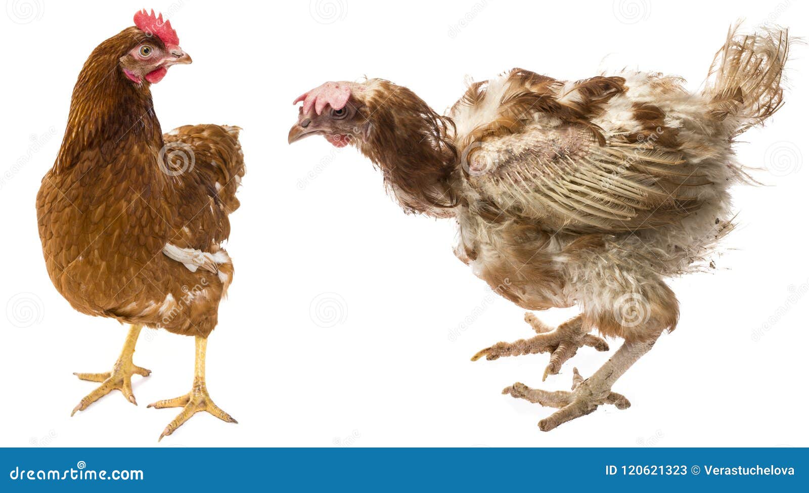 Курица между ног. Hen Chicken разница. Пусирайд курица между ног.